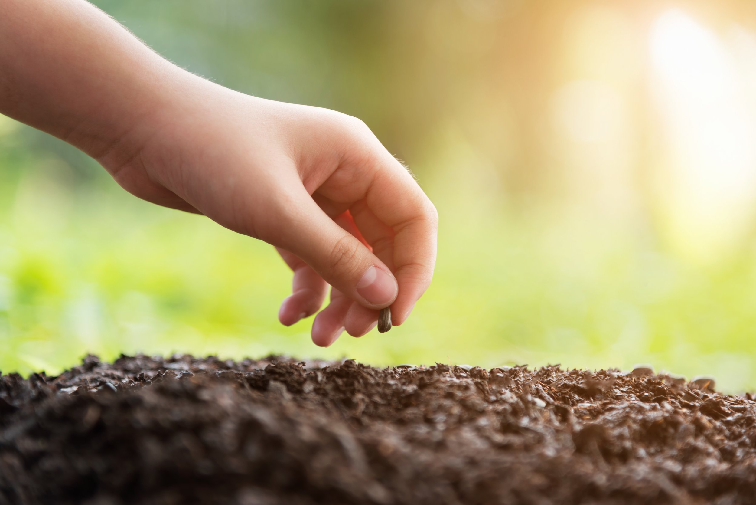 A person planting a seed in soil outdoors during daytime.