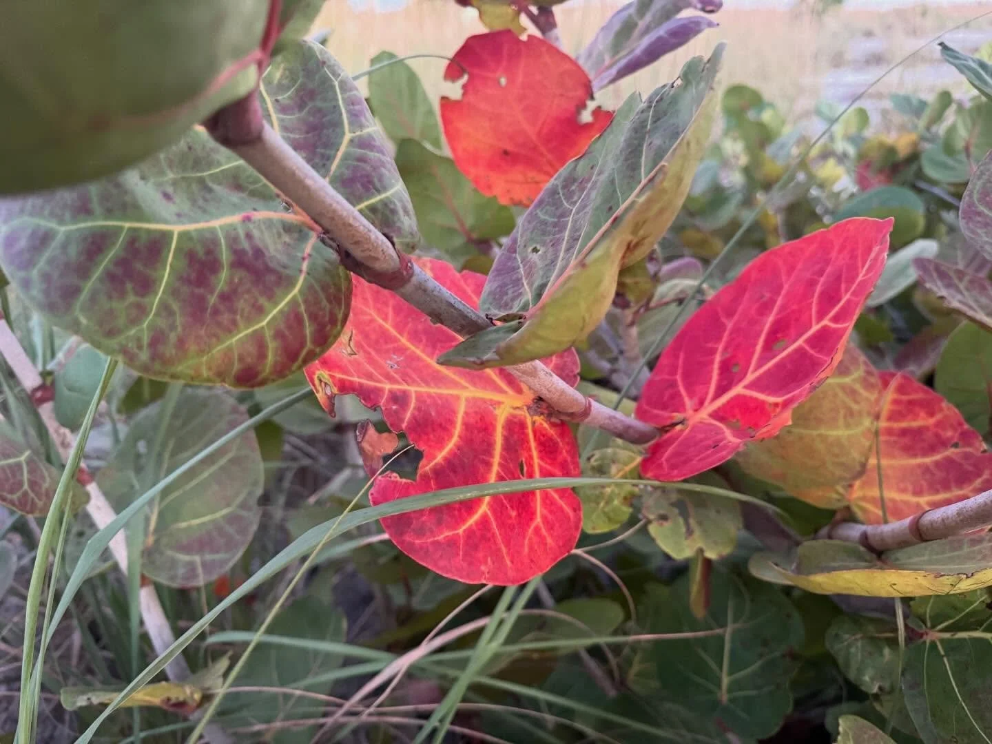 Are these colors real? Looks like future inspiration for a painting!