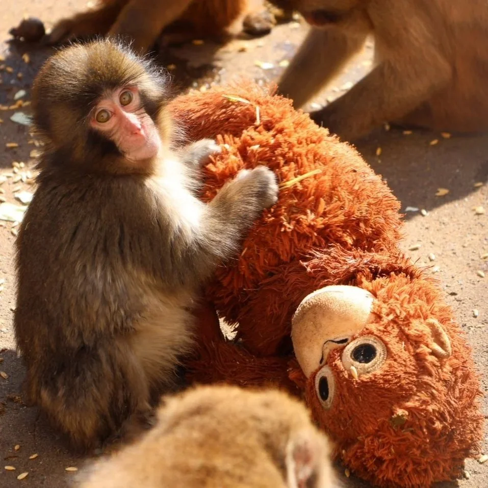 lessons learned from Punch