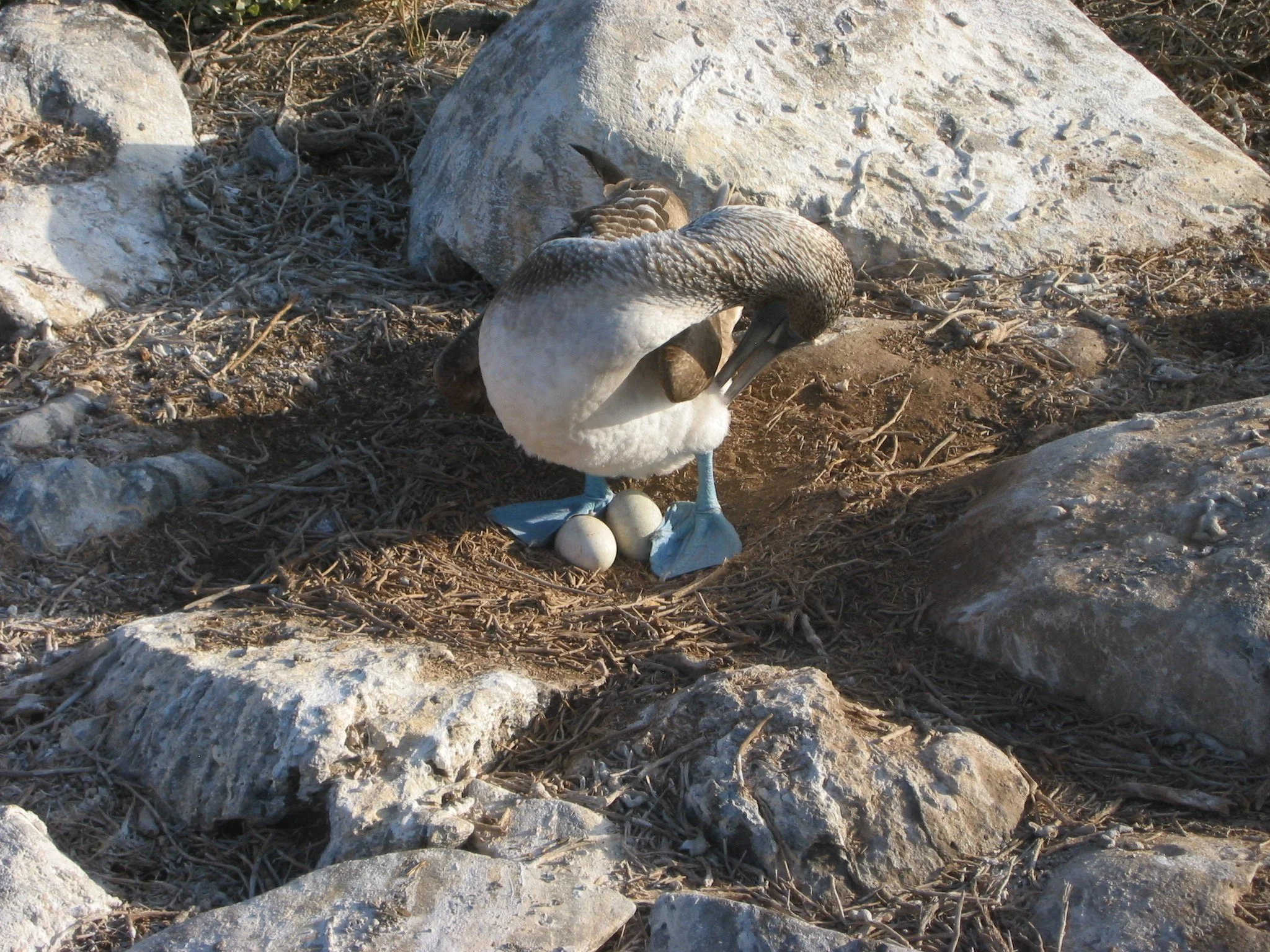 Galapagos, or If I Knew Then What I Know Now