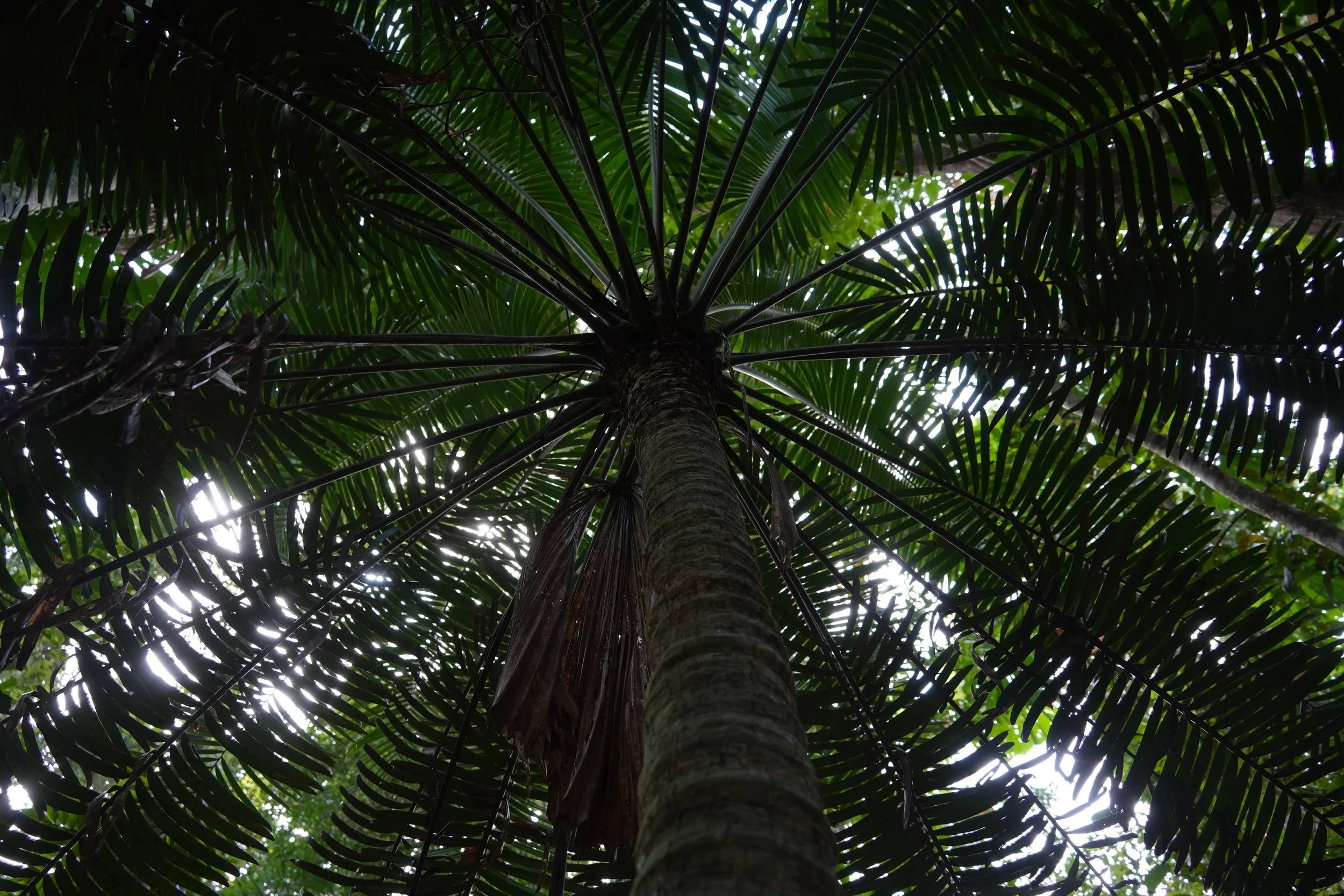 Deeper into the Daintree