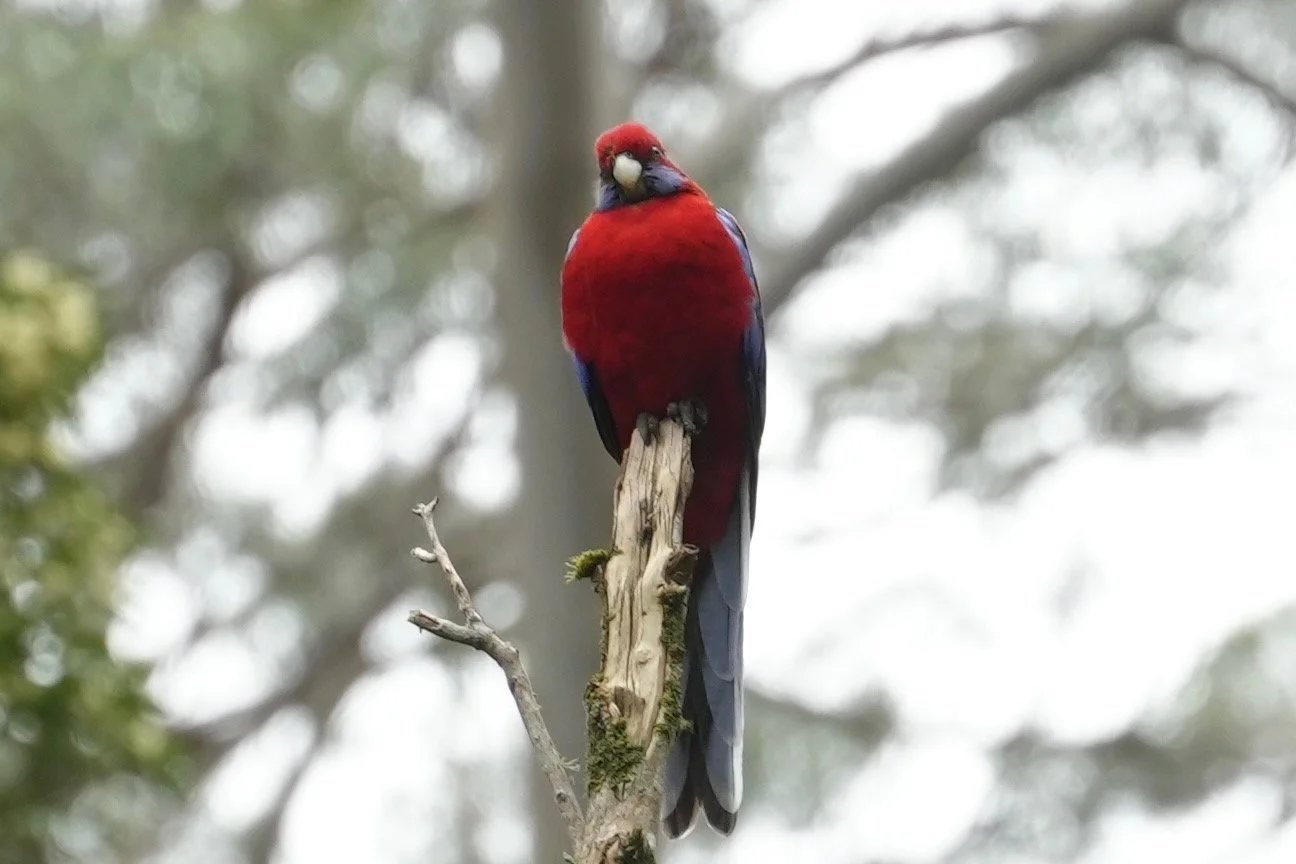 Dandenong Ranges