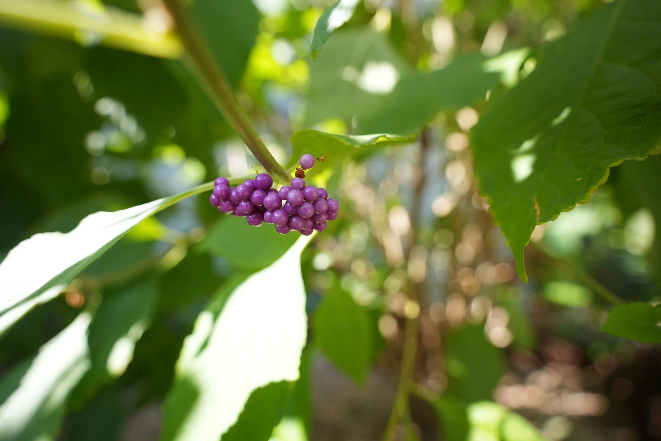 We walk by this on our neighborhood walk twice a week.  Kelly pointed it out.  I went out in the heat to capture a photo before they disappear.

There's almost nothing else in focus near the berries so they almost float in space.  The leaf and the br