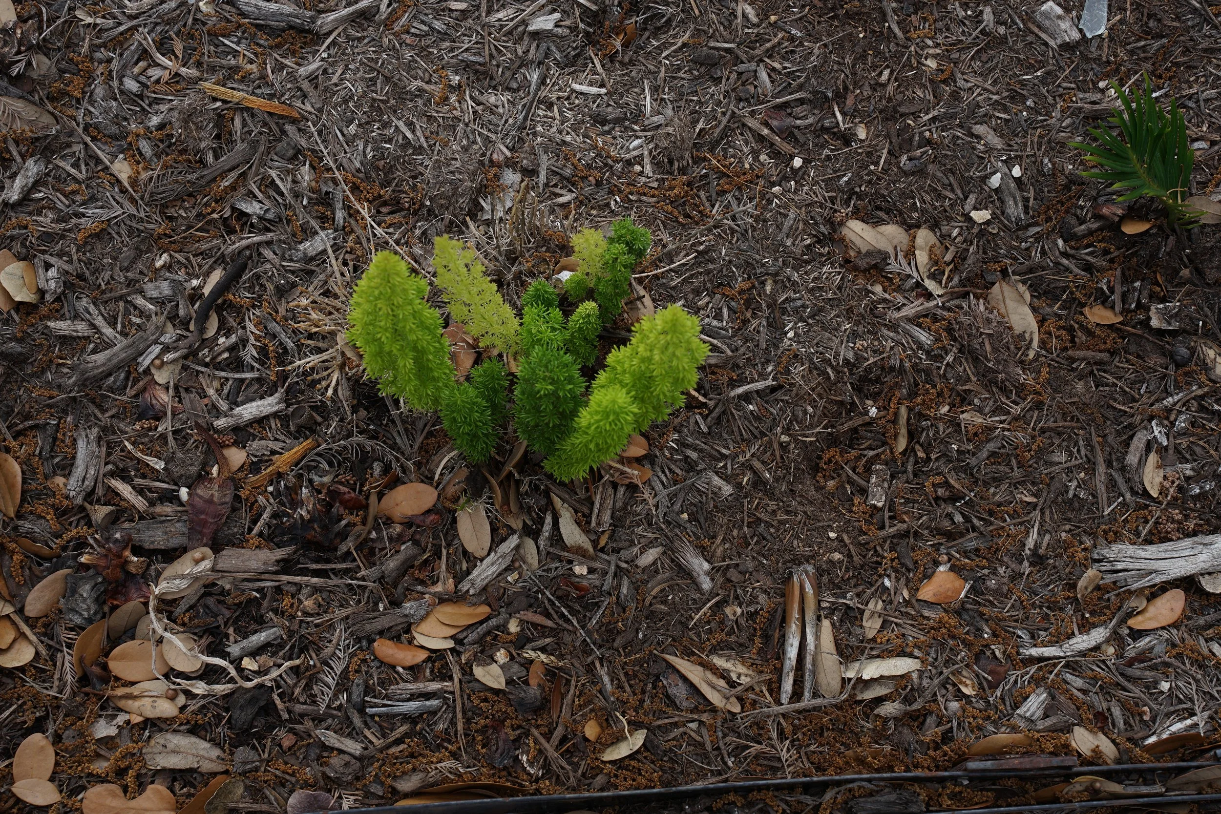 This is the little plant in the previous photo.