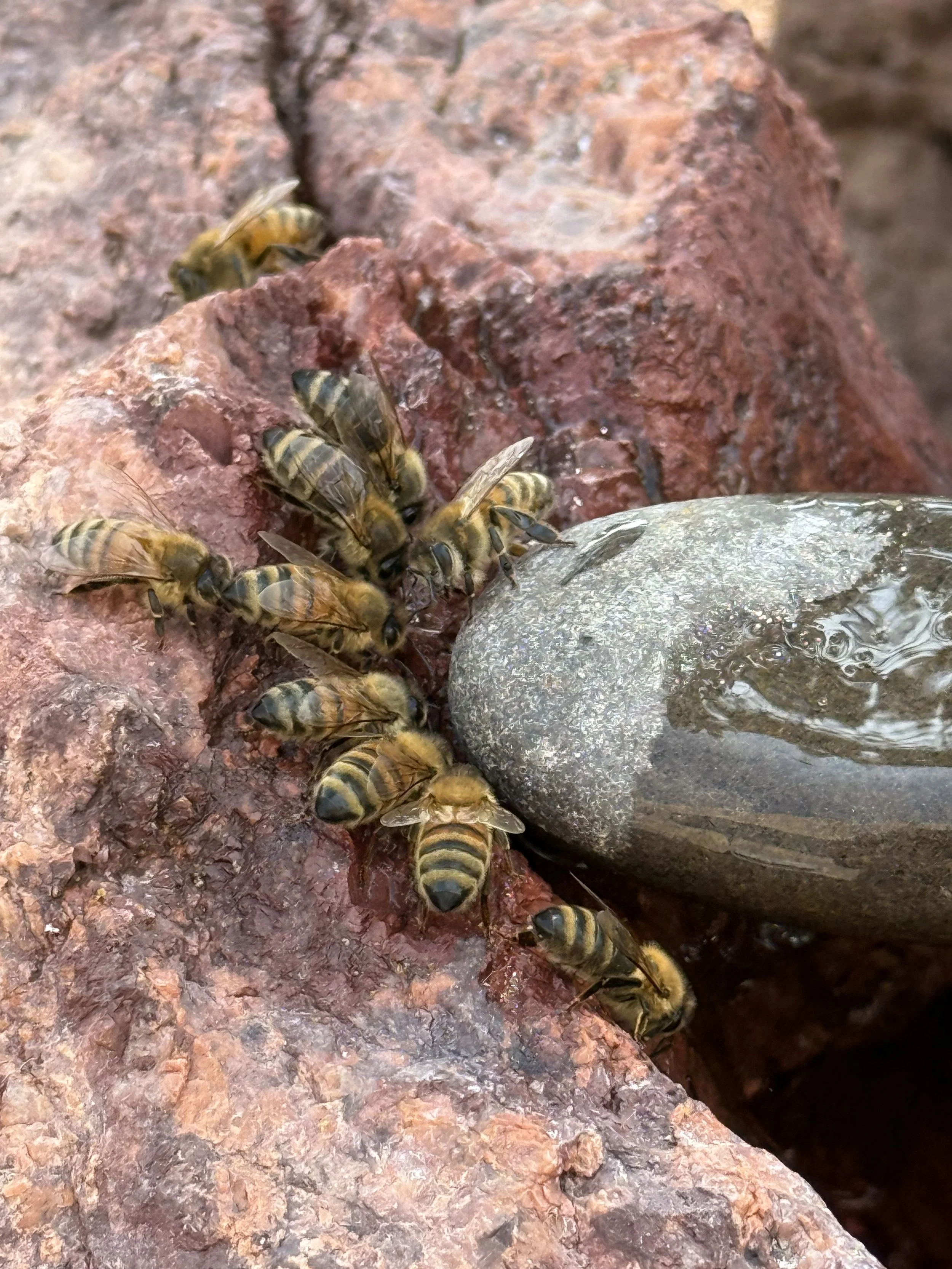 bees clustered at fountain