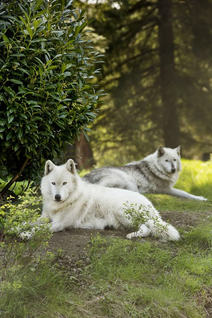 Wolf haven international