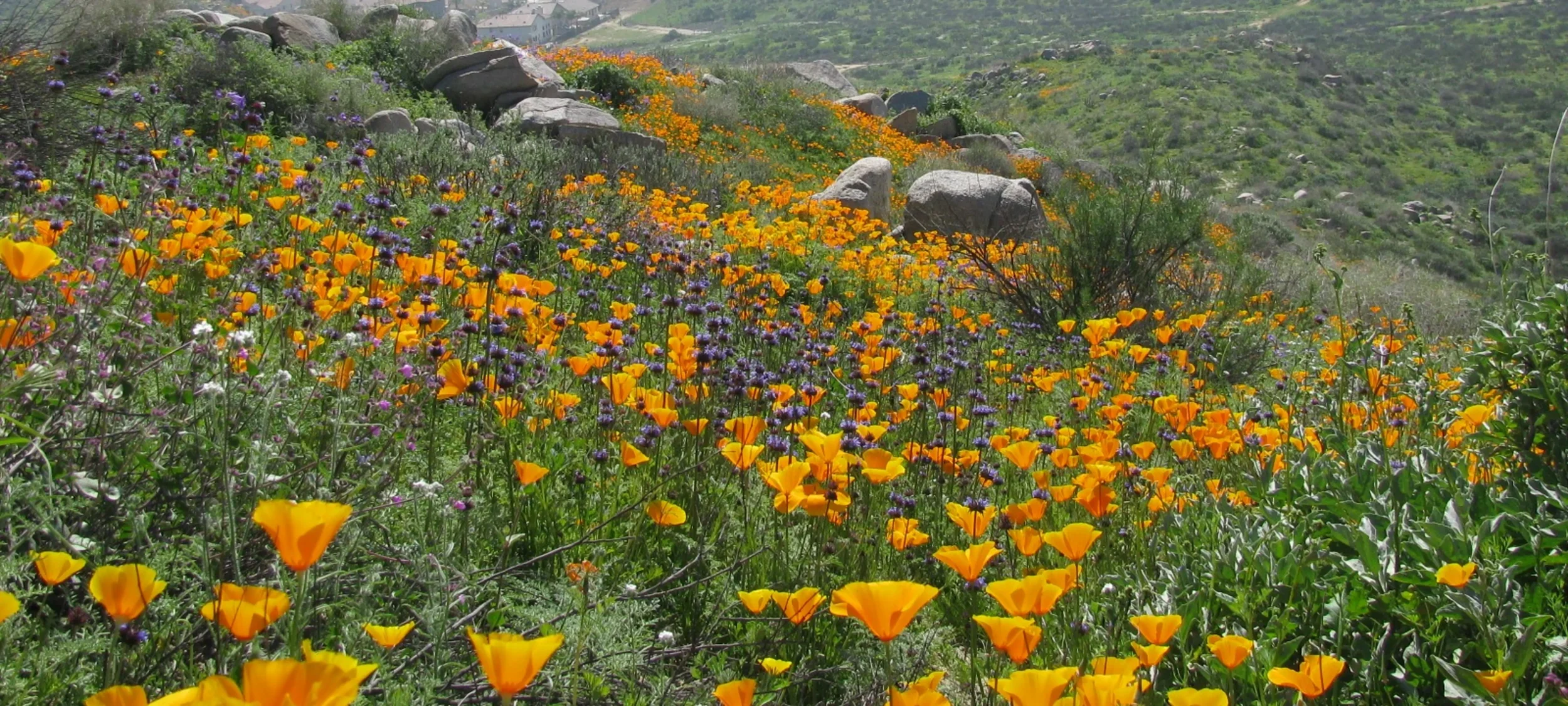 center for natural lands management