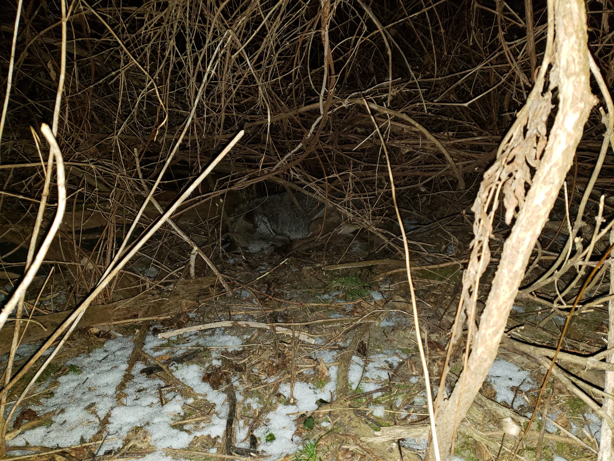 This is a coyote that carl shot the made it about 40 yards into the woods. It curled up under a bush before it passed.  It took us about 40 minutes to find. Well camoflaged in there.