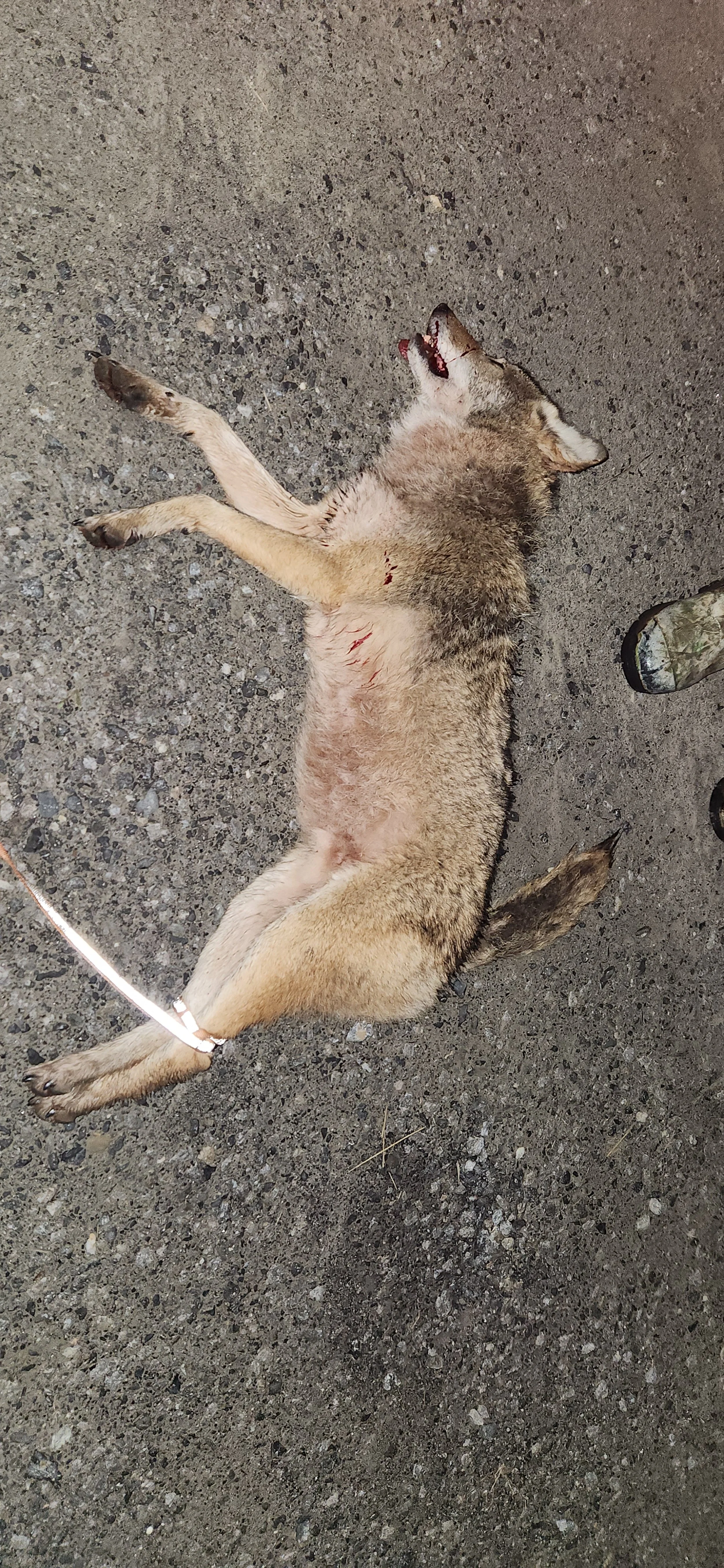 A coyote that was been removed from a farm. Taken while night hunting with infrared scopes and thermal scanners.