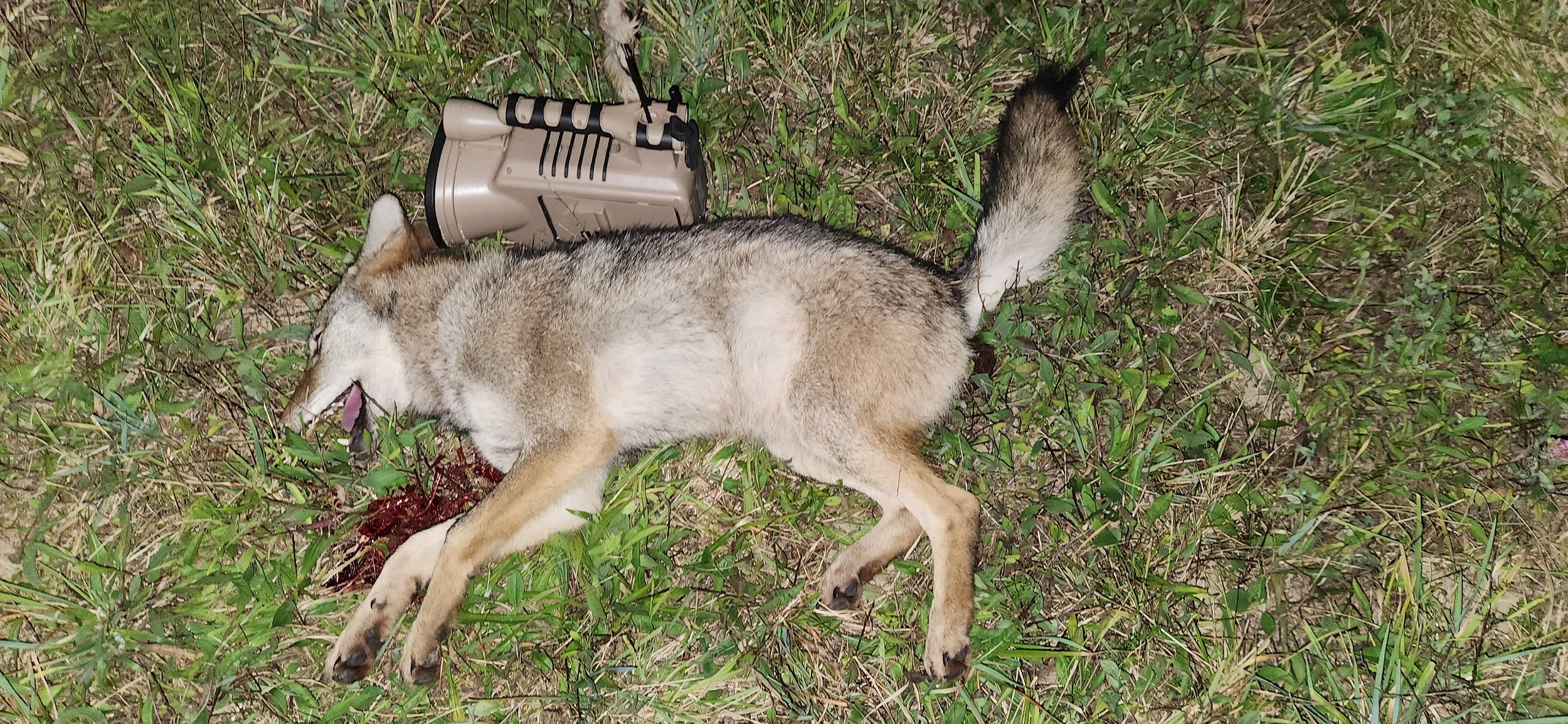 A coyote with a Lucky Duck Revolt e-caller.