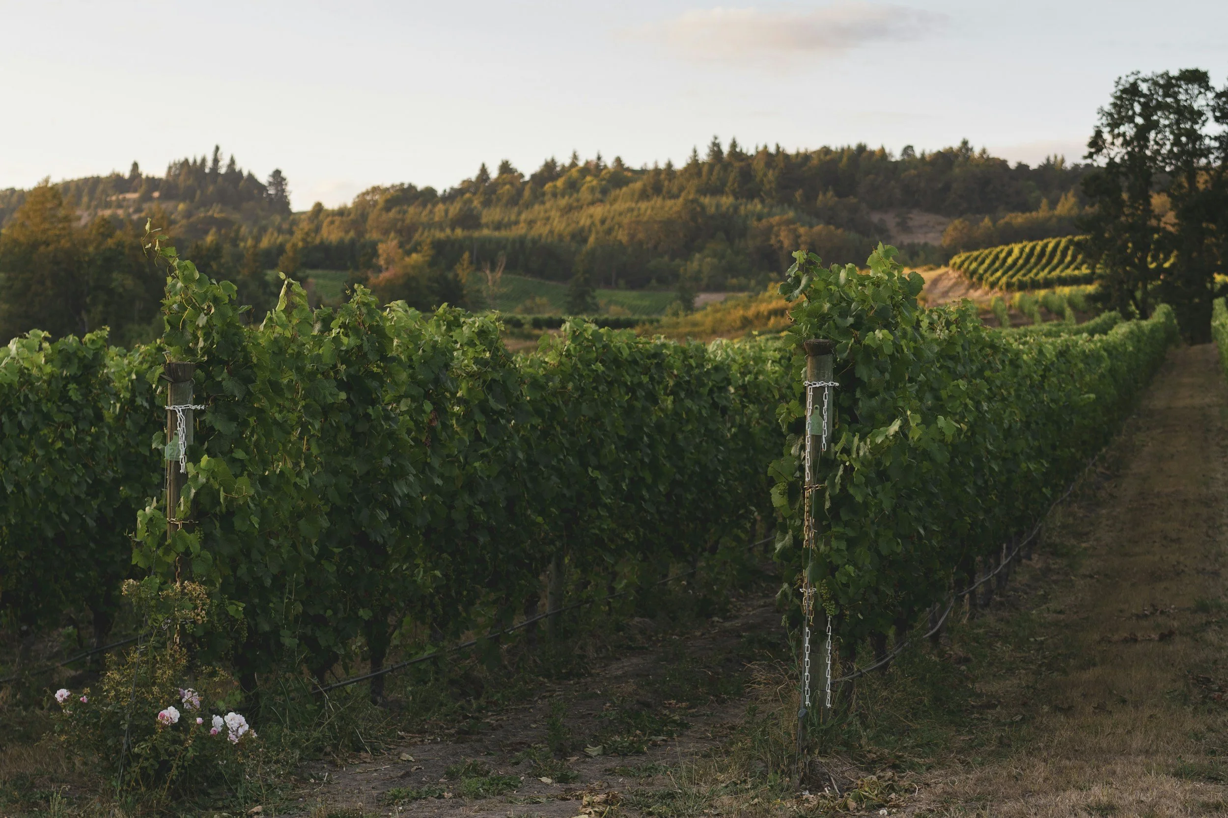 A Long Weekend in Oregon’s Willamette Valley