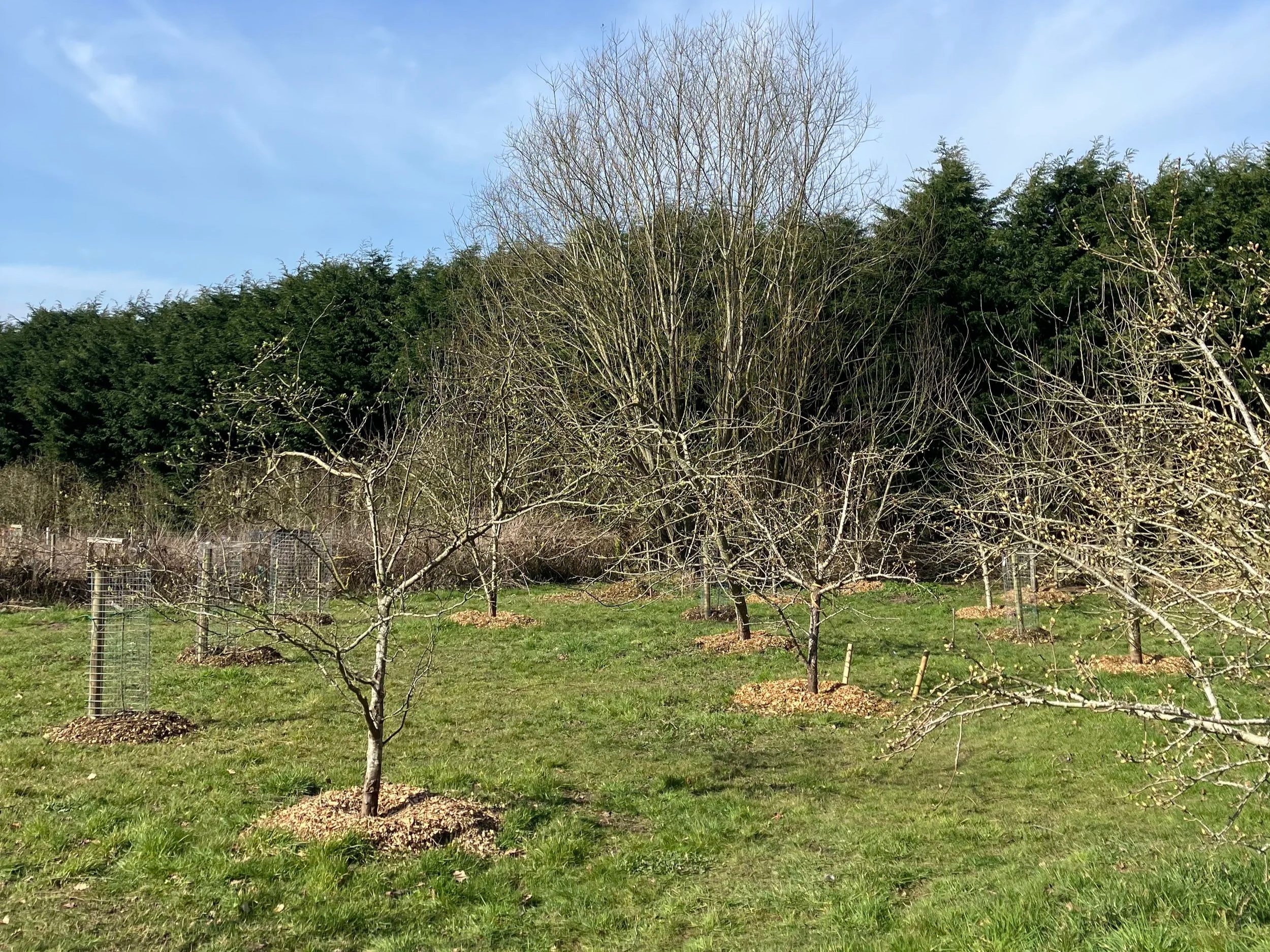 Wychbold Park Community Orchard