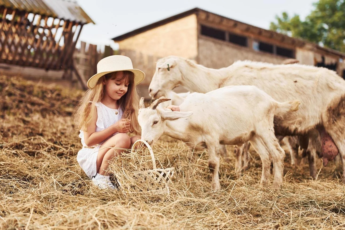 little-girl-in-white-clothes-is-on-the-farm-at-summertime-outdoors-with-goats-free-photo.jpg