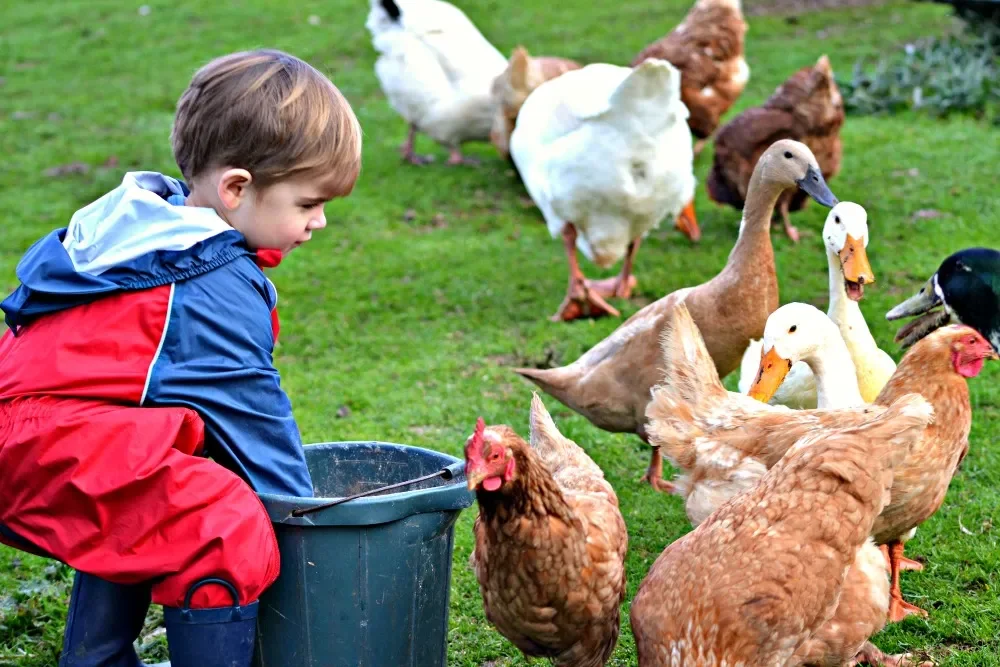 toddler-feeding-chickens.webp