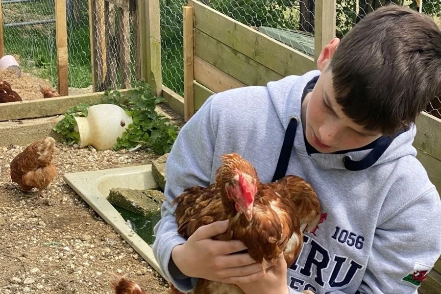 alfie-chickens1.xa4c7e65e.jpg