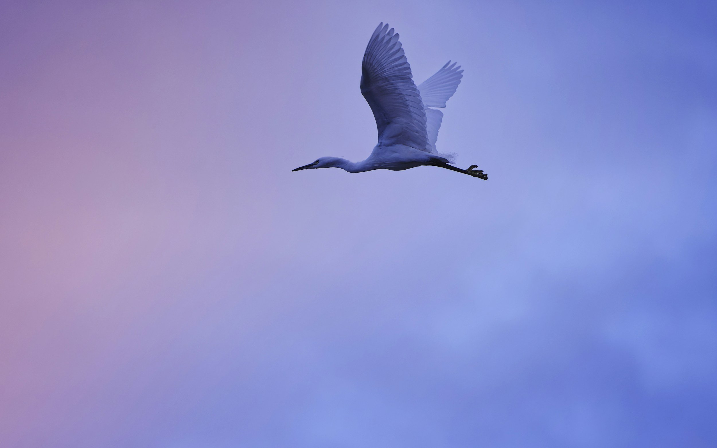 The Whisper of the White Crane: Finding Your Way Back to Center