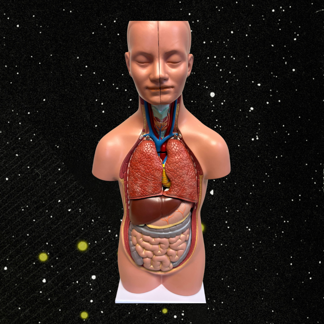 mini torso model