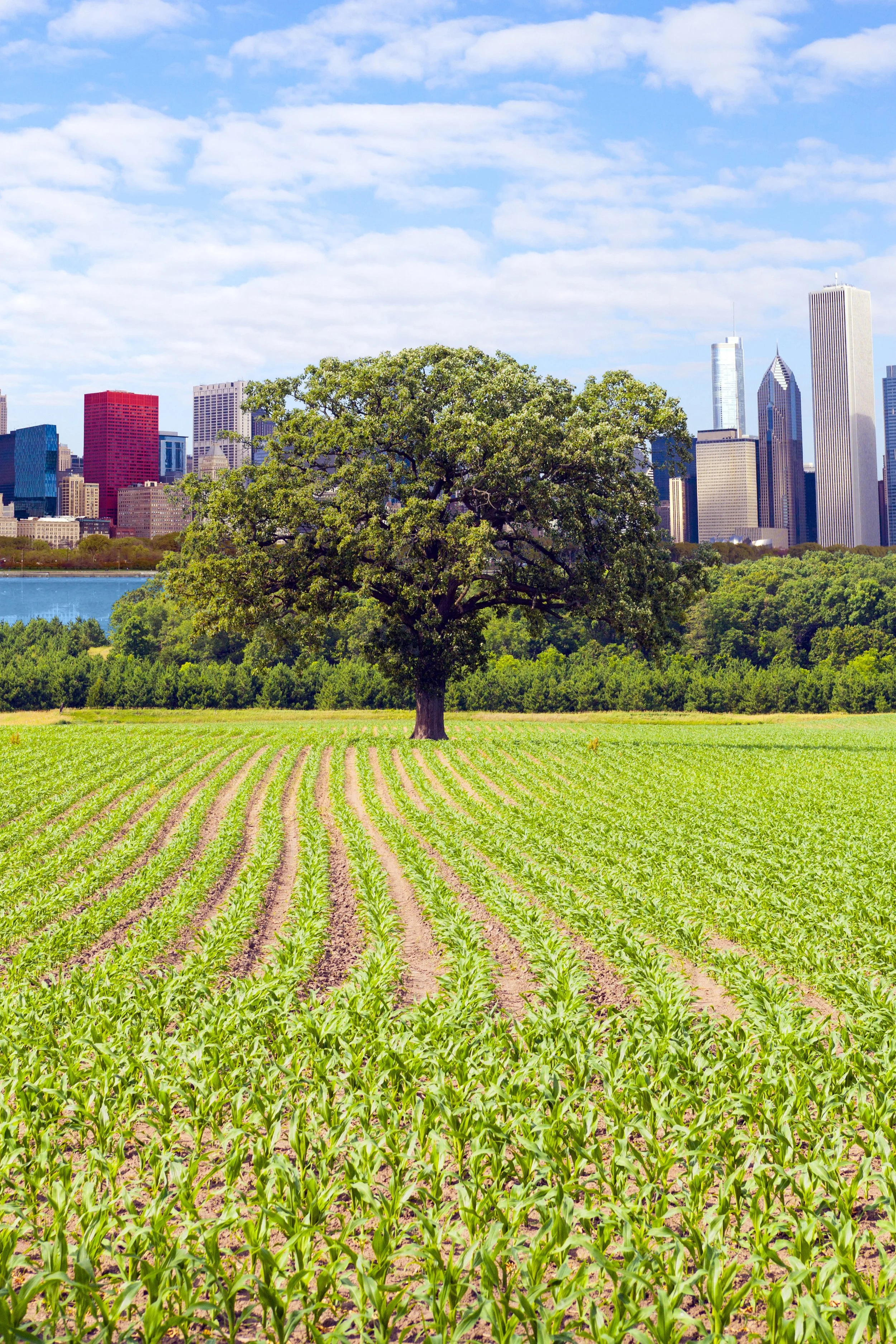 Building Consensus on Land Use Change Analysis: Key Gaps and Opportunities for Action (2023)&nbsp;