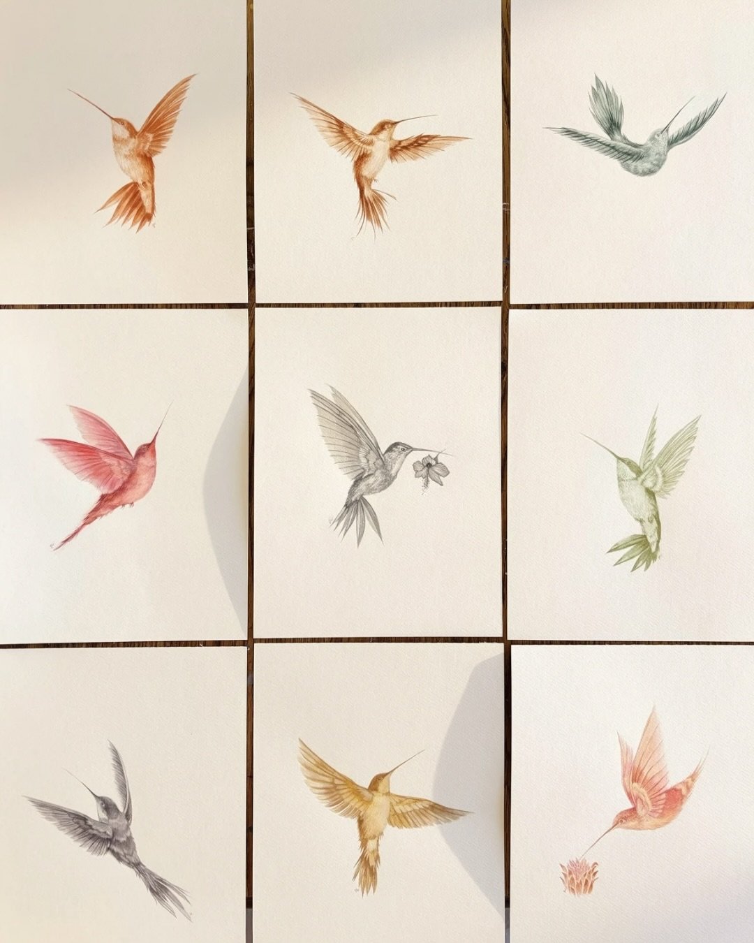 hummingbird group.jpeg