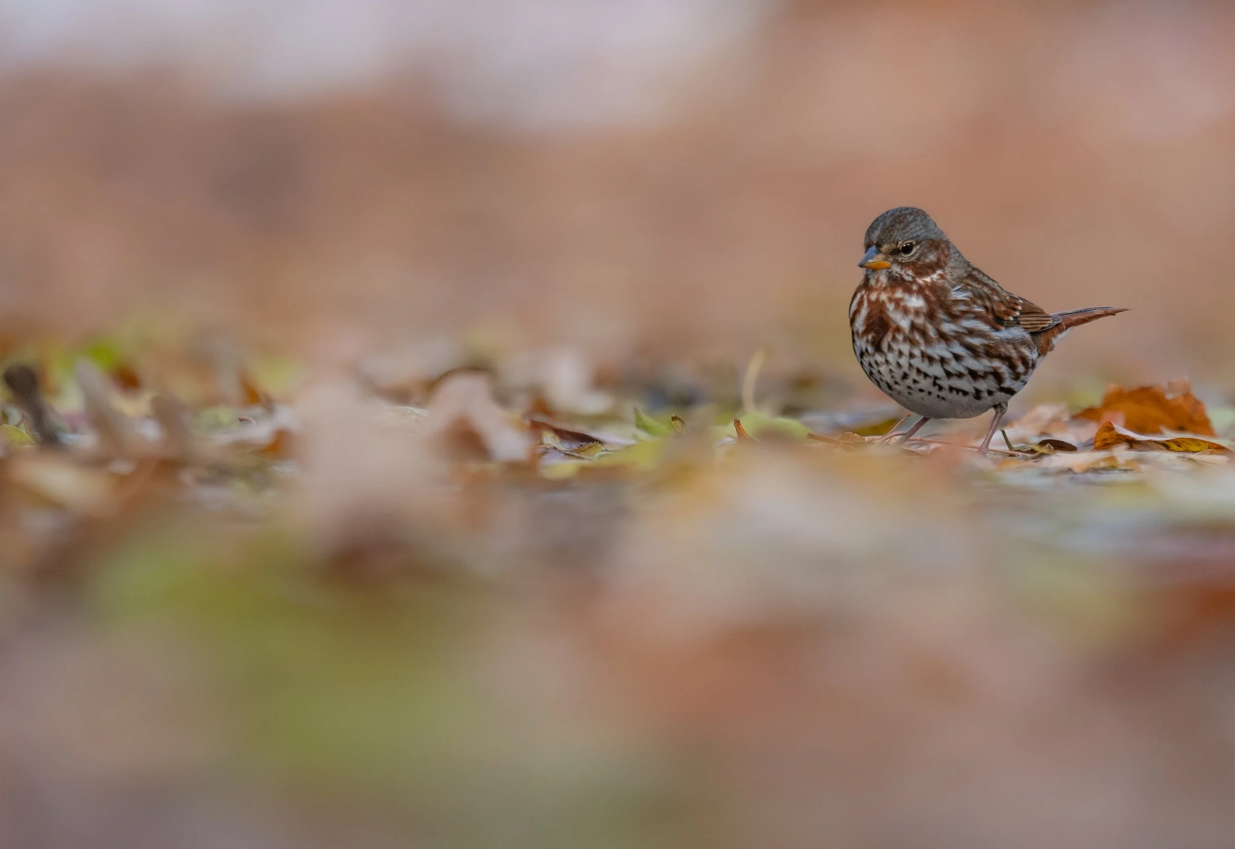 Fox Sparrow