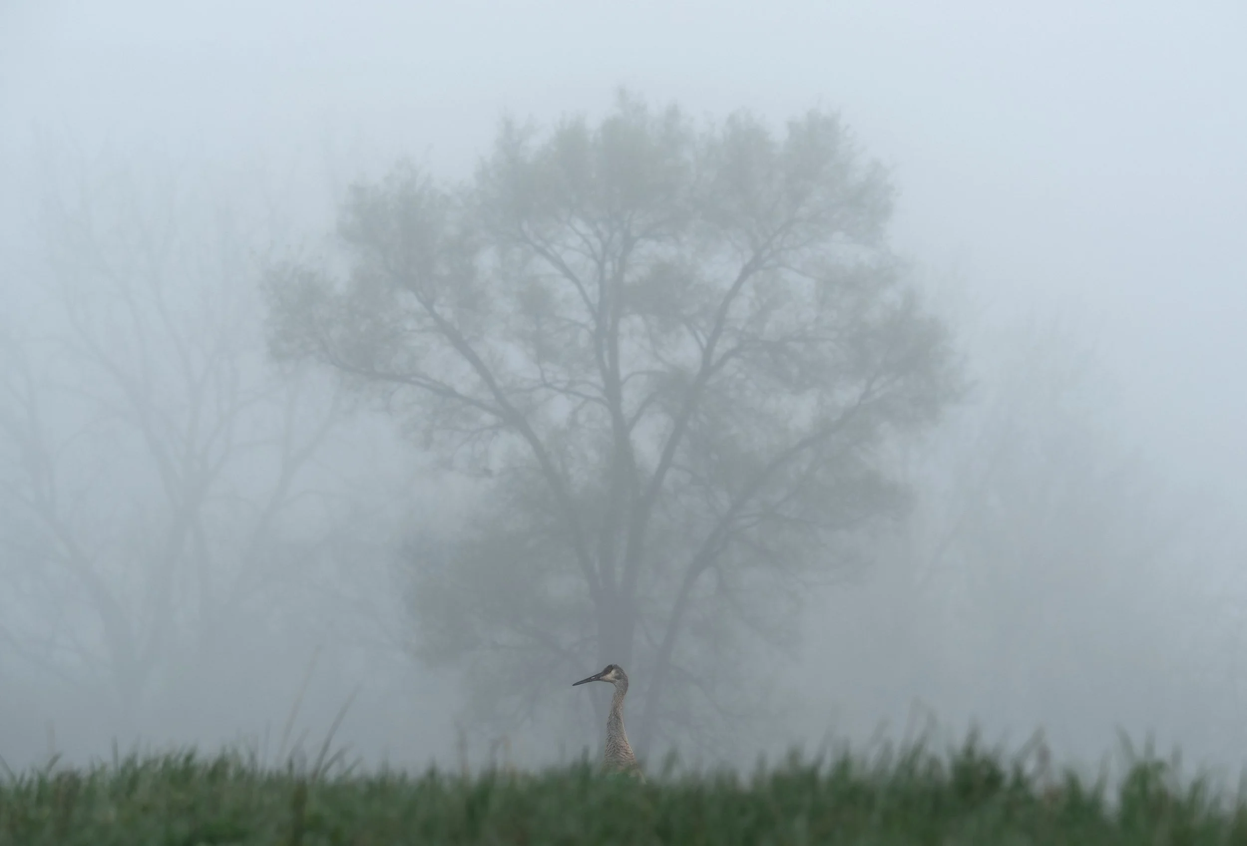 Sandhill Crane