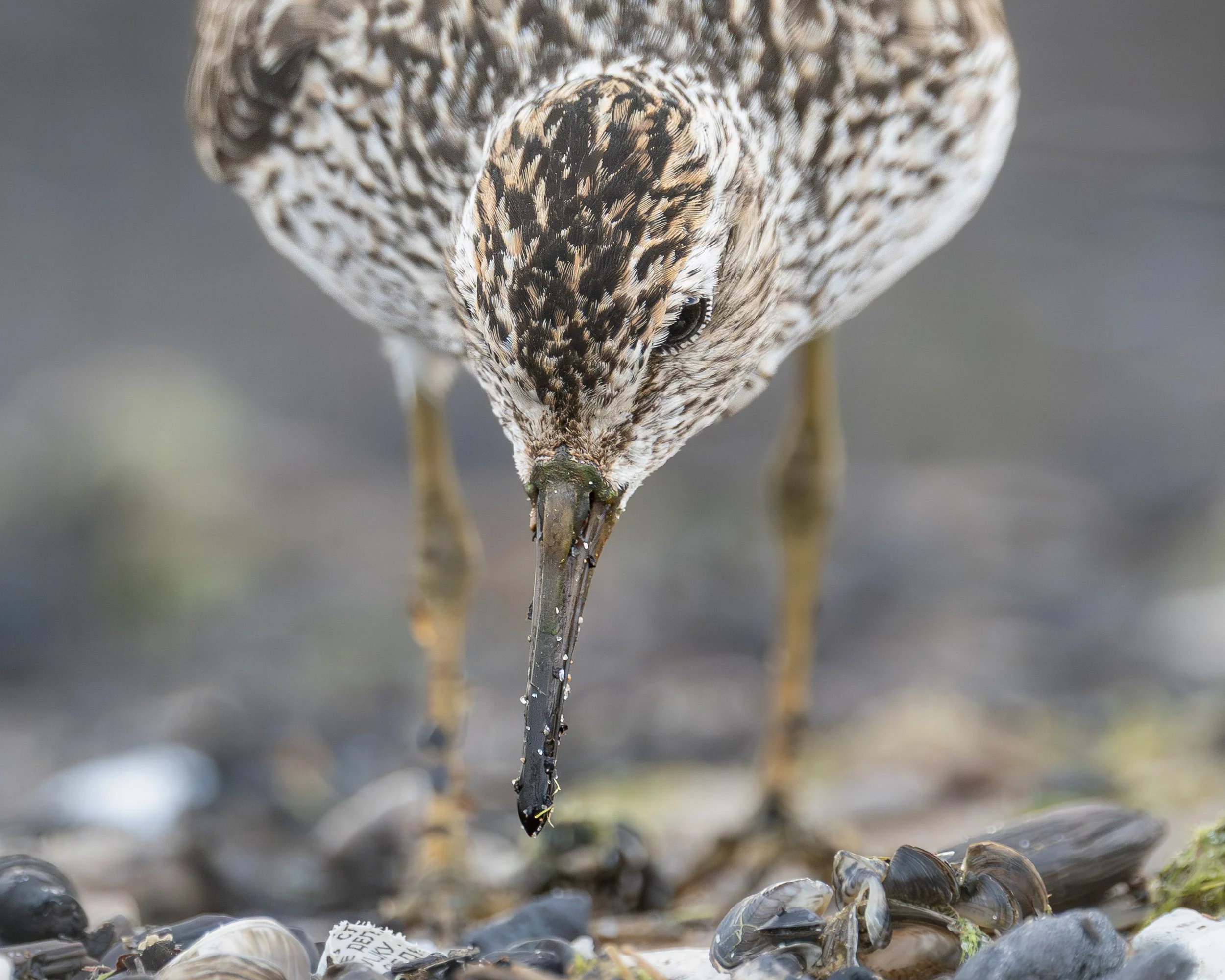Pectoral Sandpiper