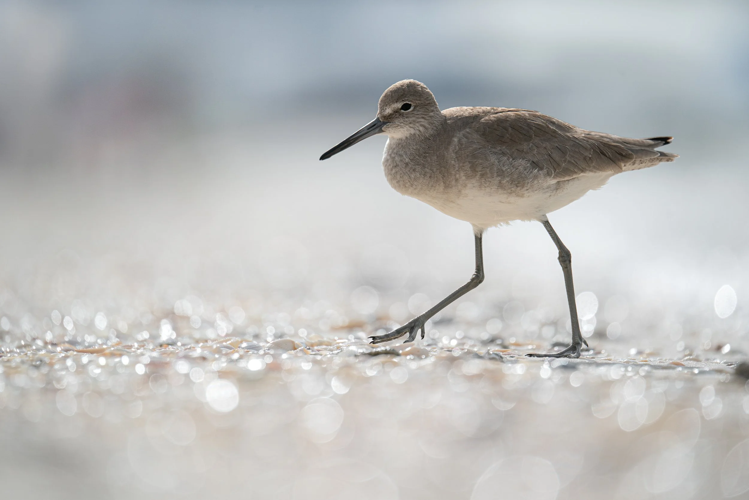 Willet