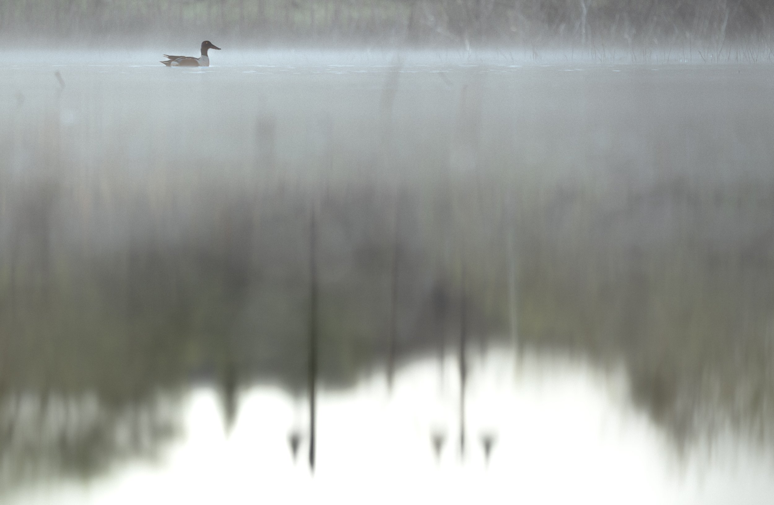 Northern Shoveler