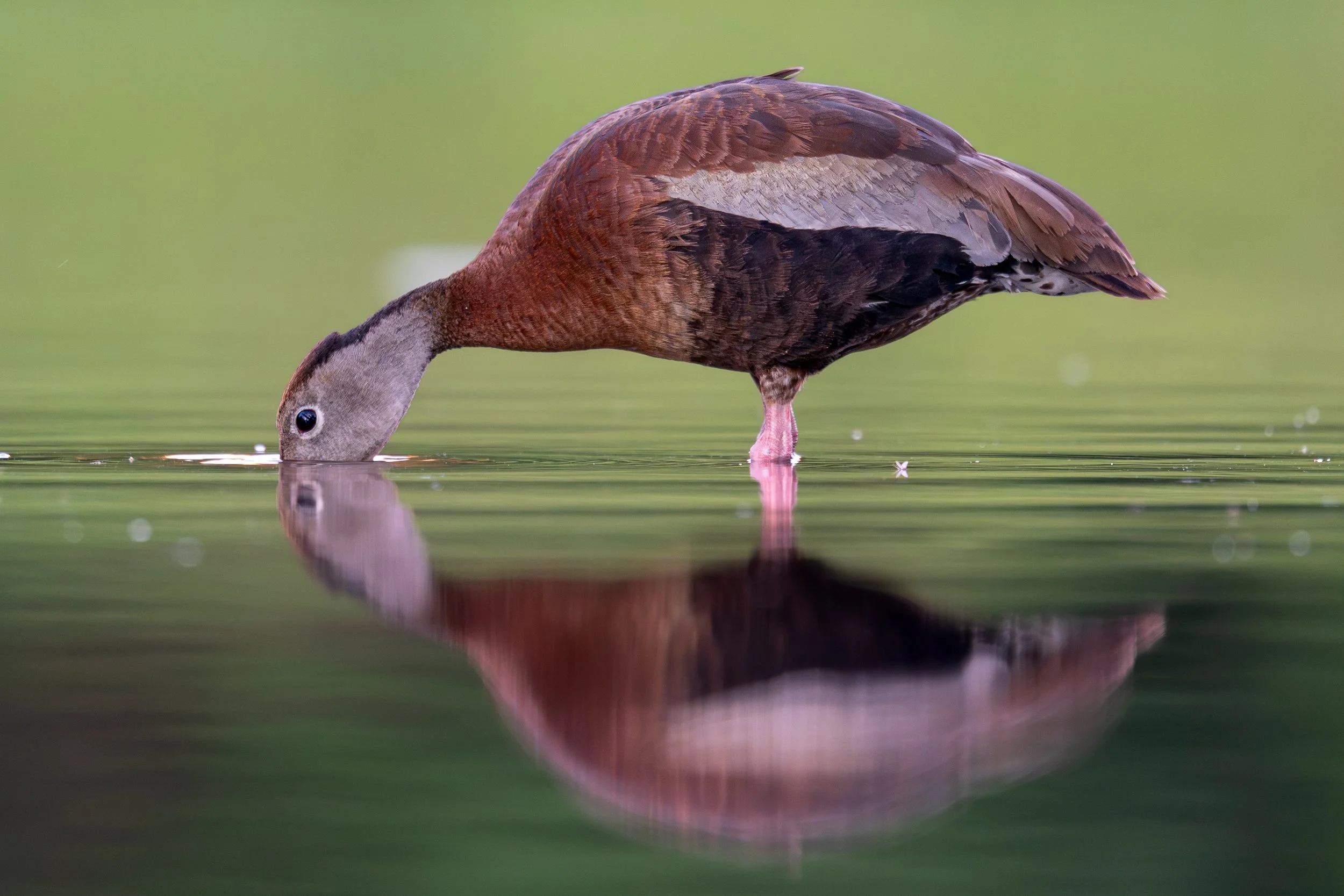 Black-bellied Whistling Duck