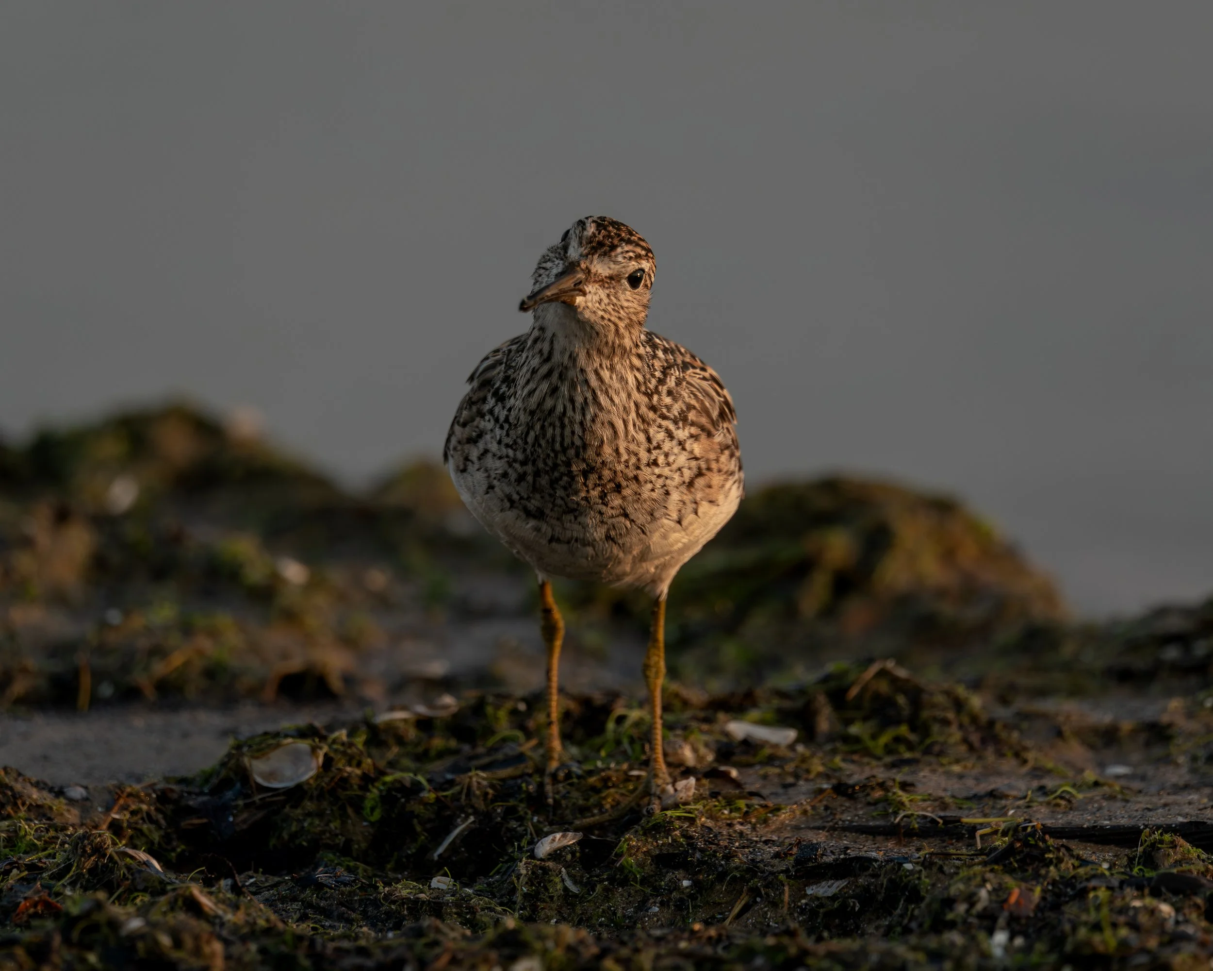Pectoral Sandpiper