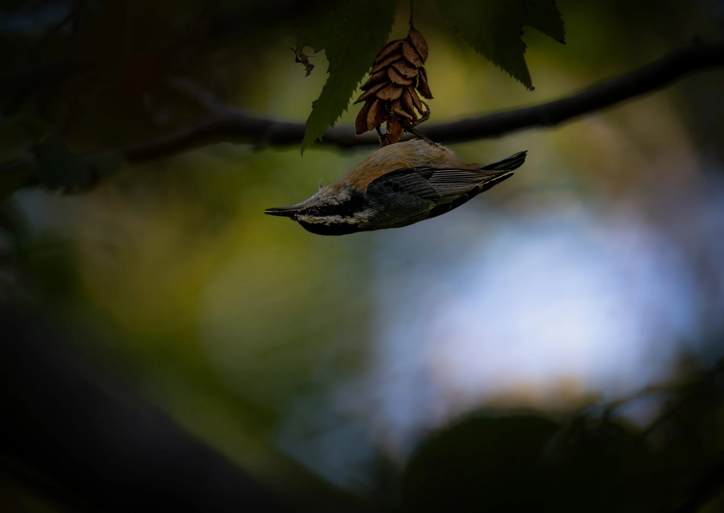 Red-breasted Nuthatch