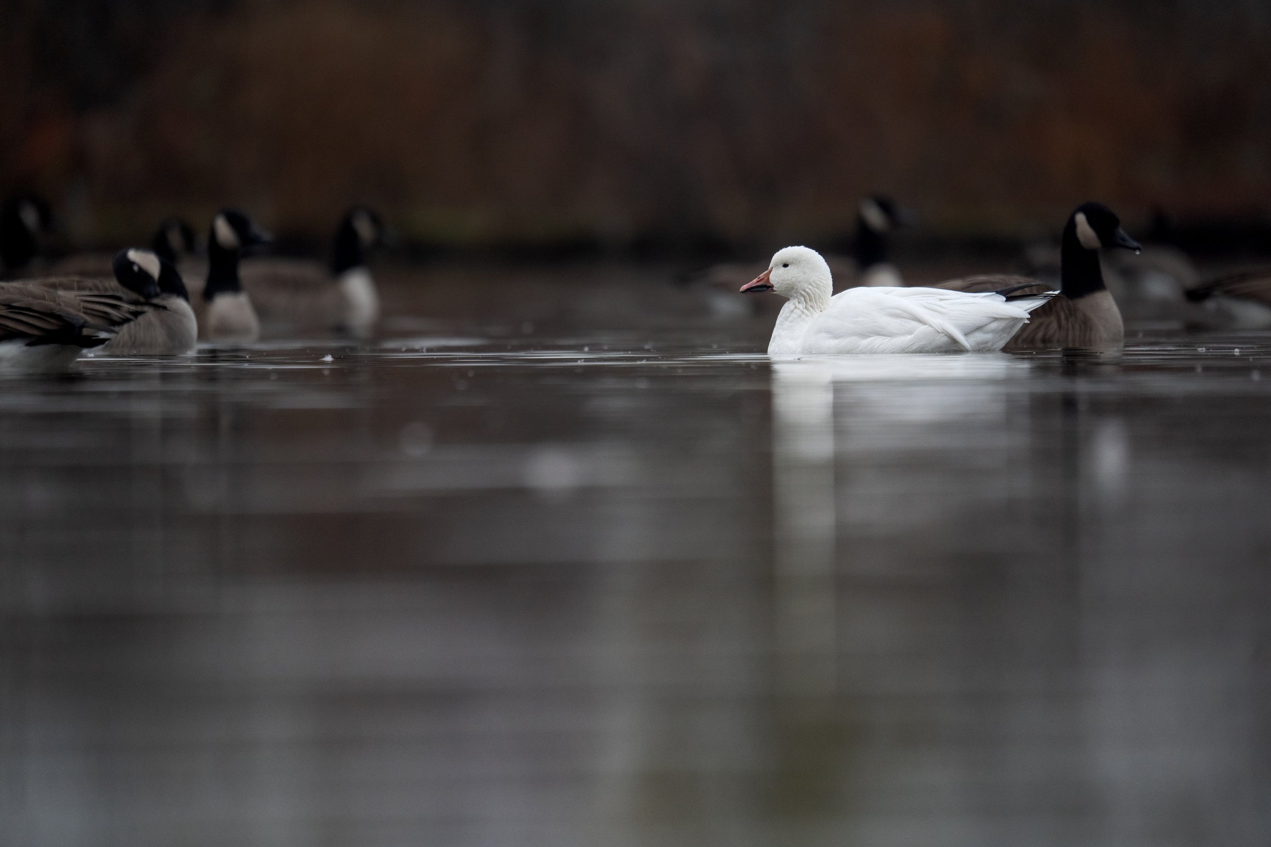 Snow Goose