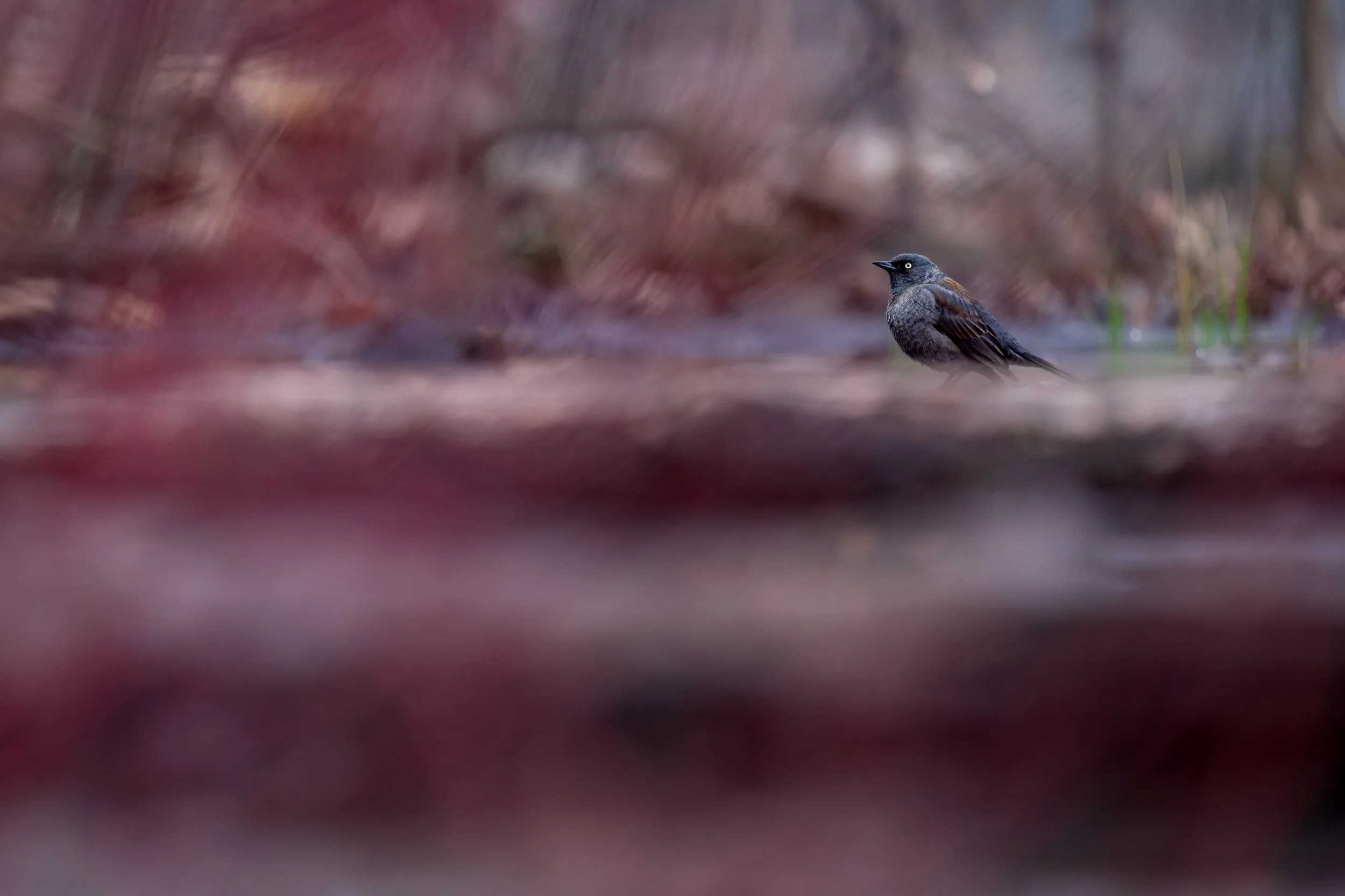 Rusty Blackbird