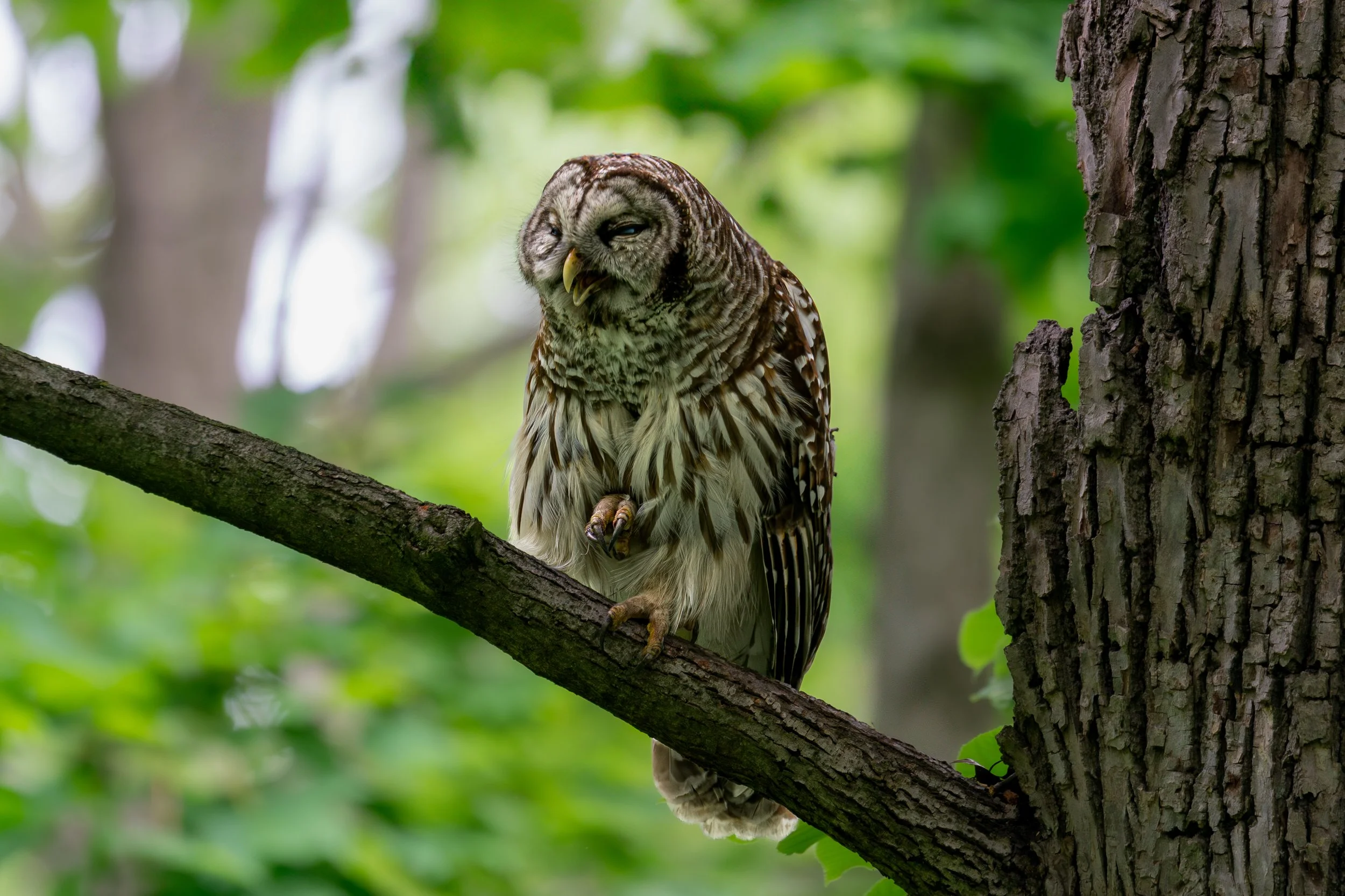 Barred Owl