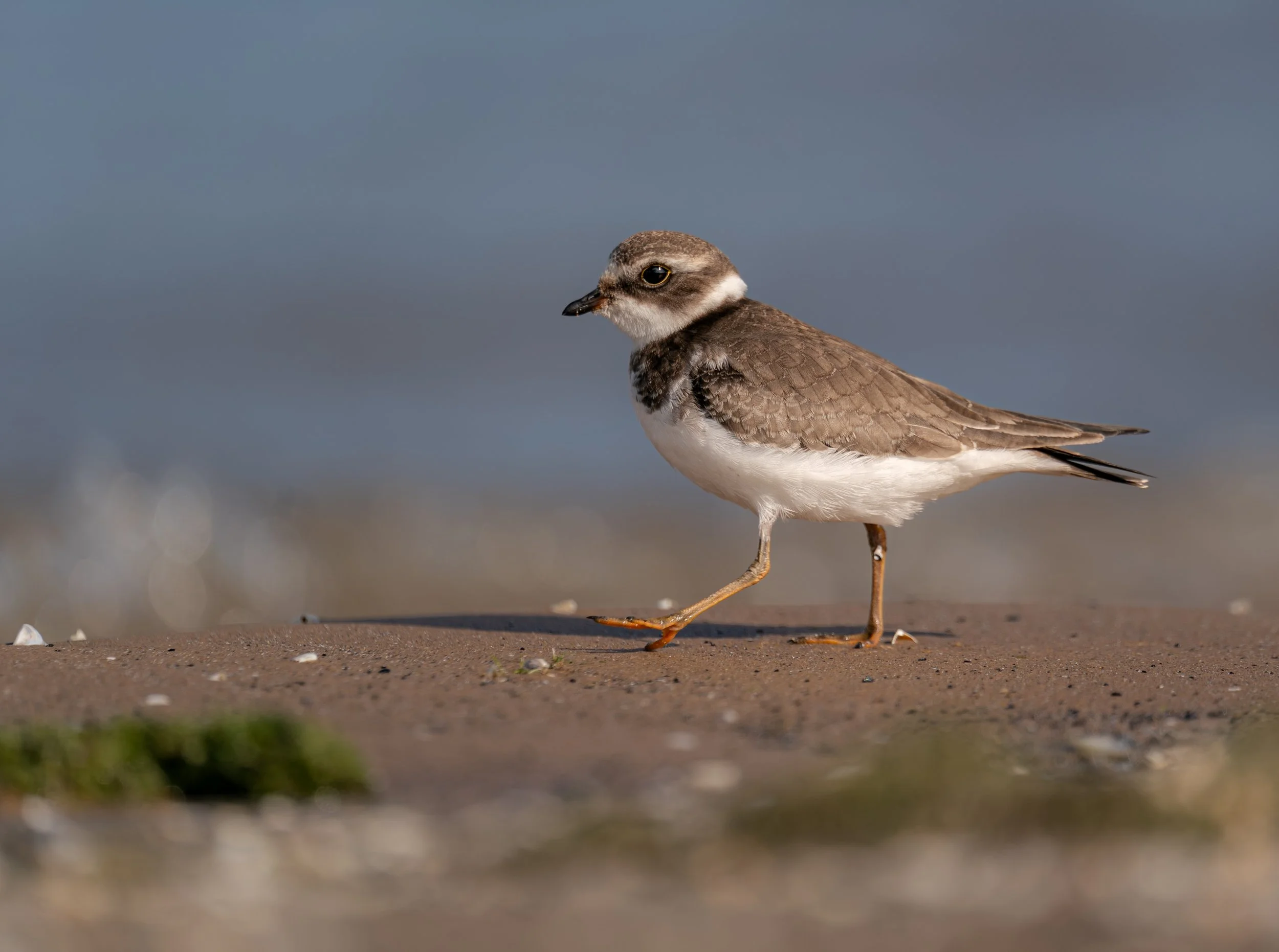 Semipalmated Sandpiper