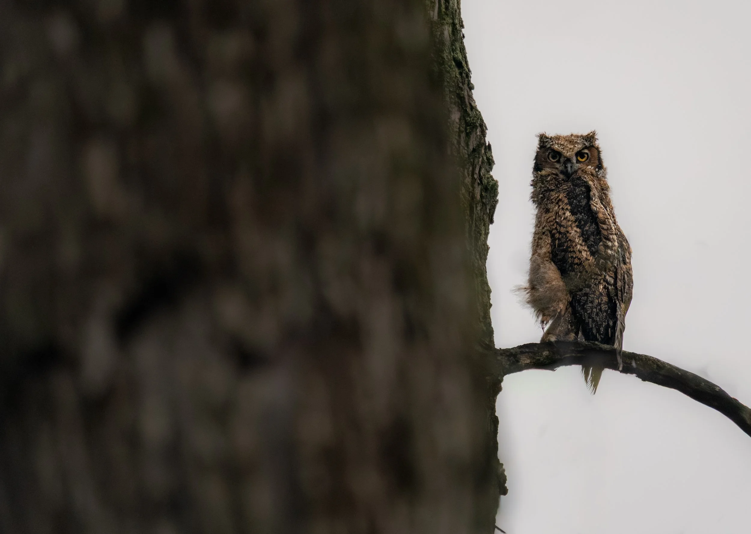 Great Horned Owl(et)