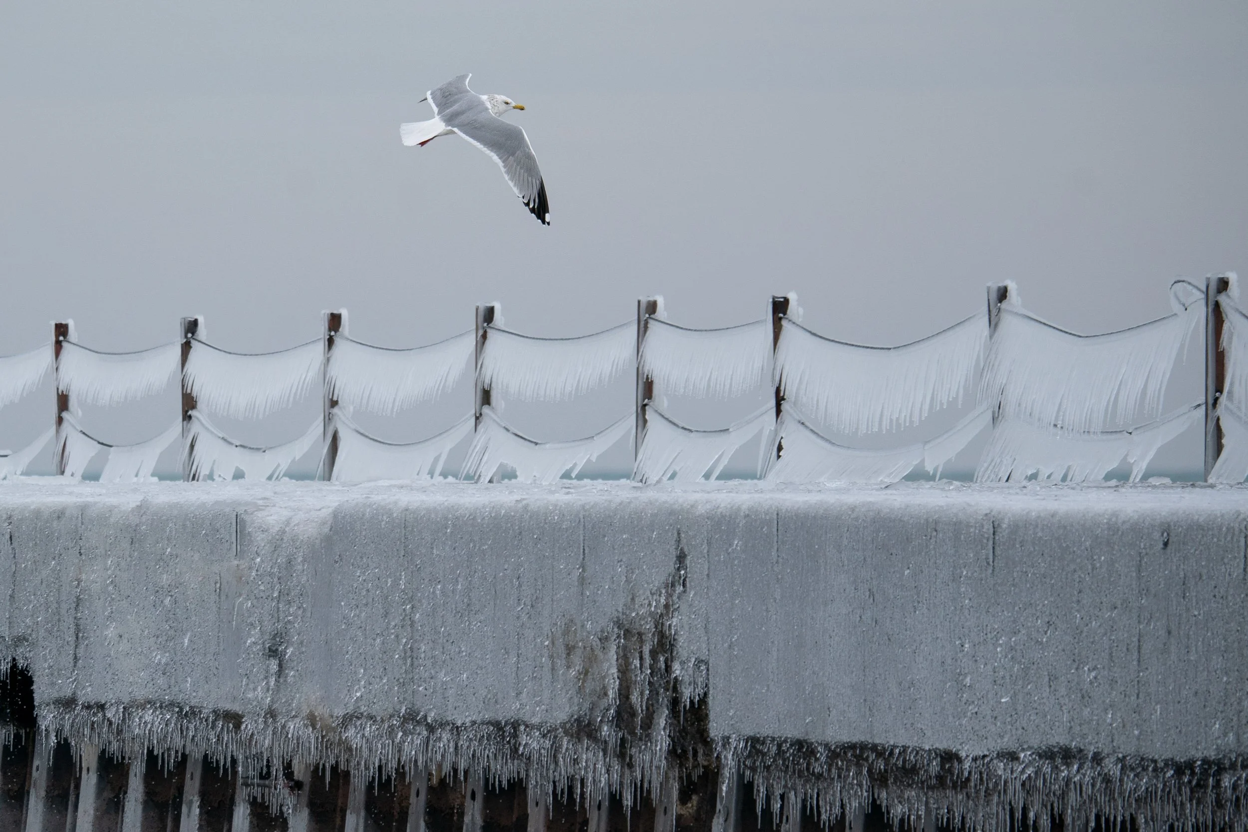 American Herring Gull