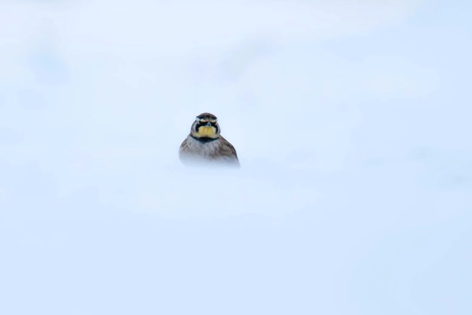 Horned Lark