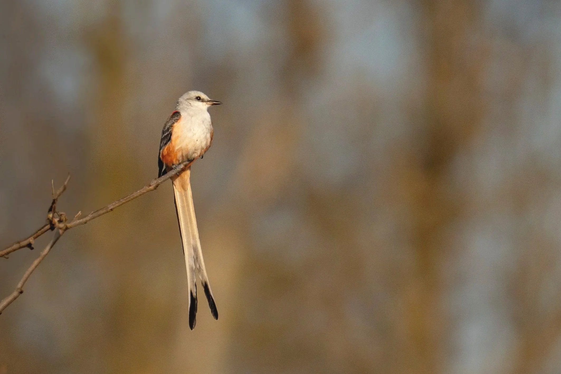 Scissor-tailed Flycatcher