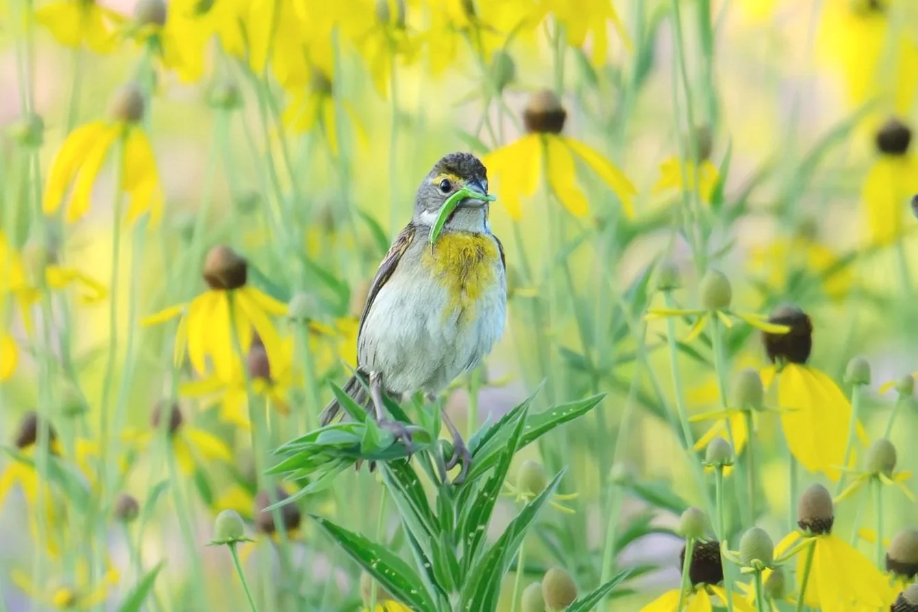 Dickcissel