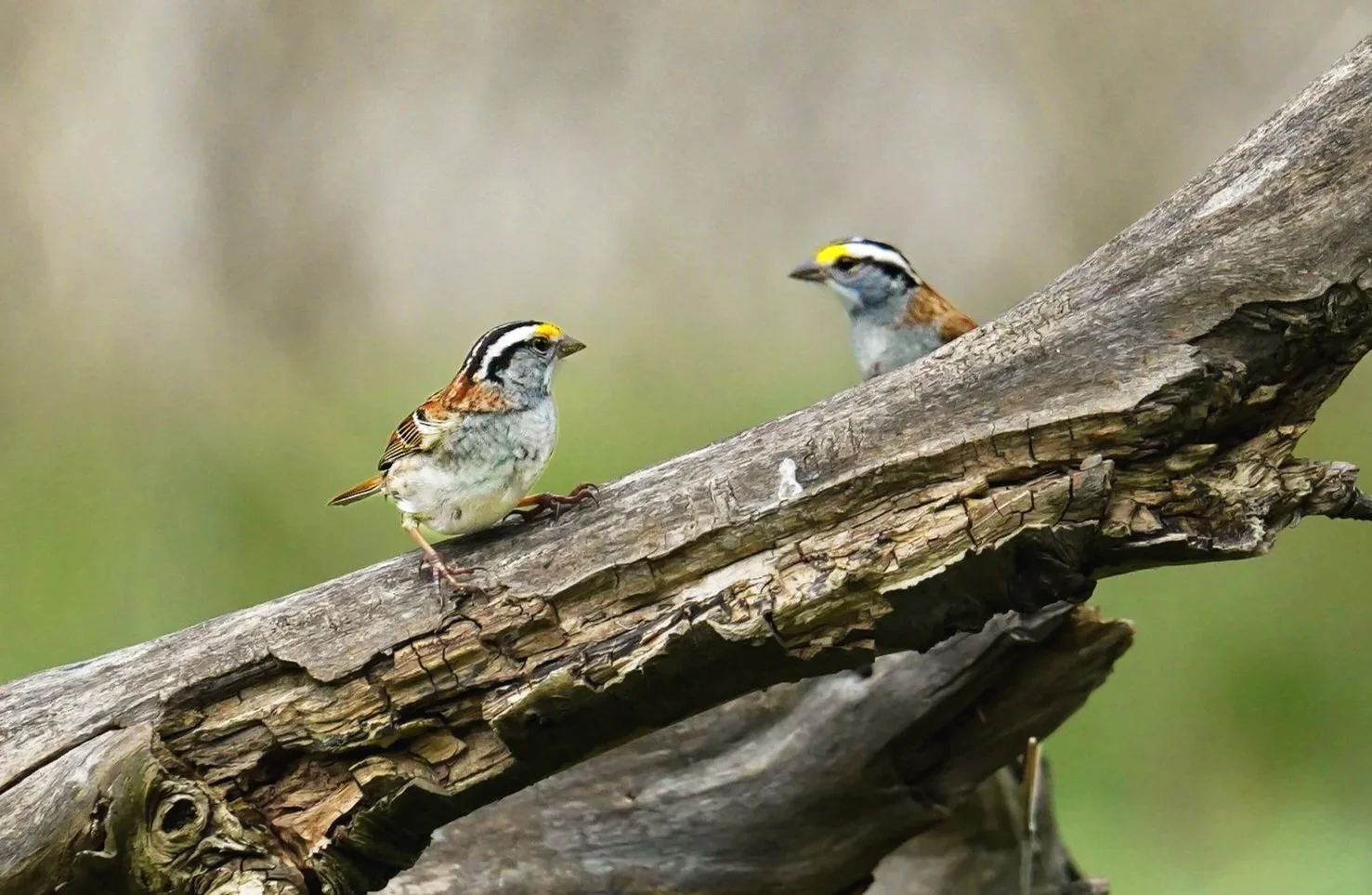 White-throated Sparrows
