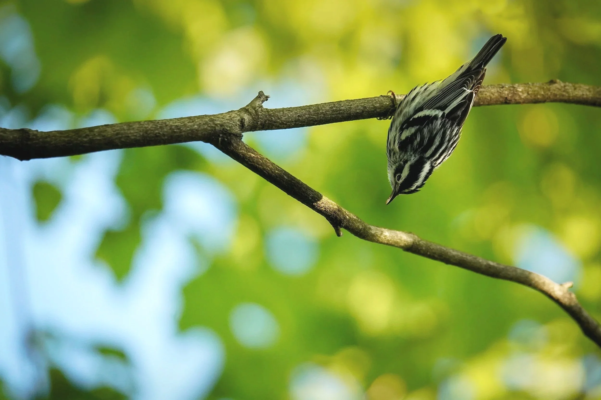 Black-and-white Warbler