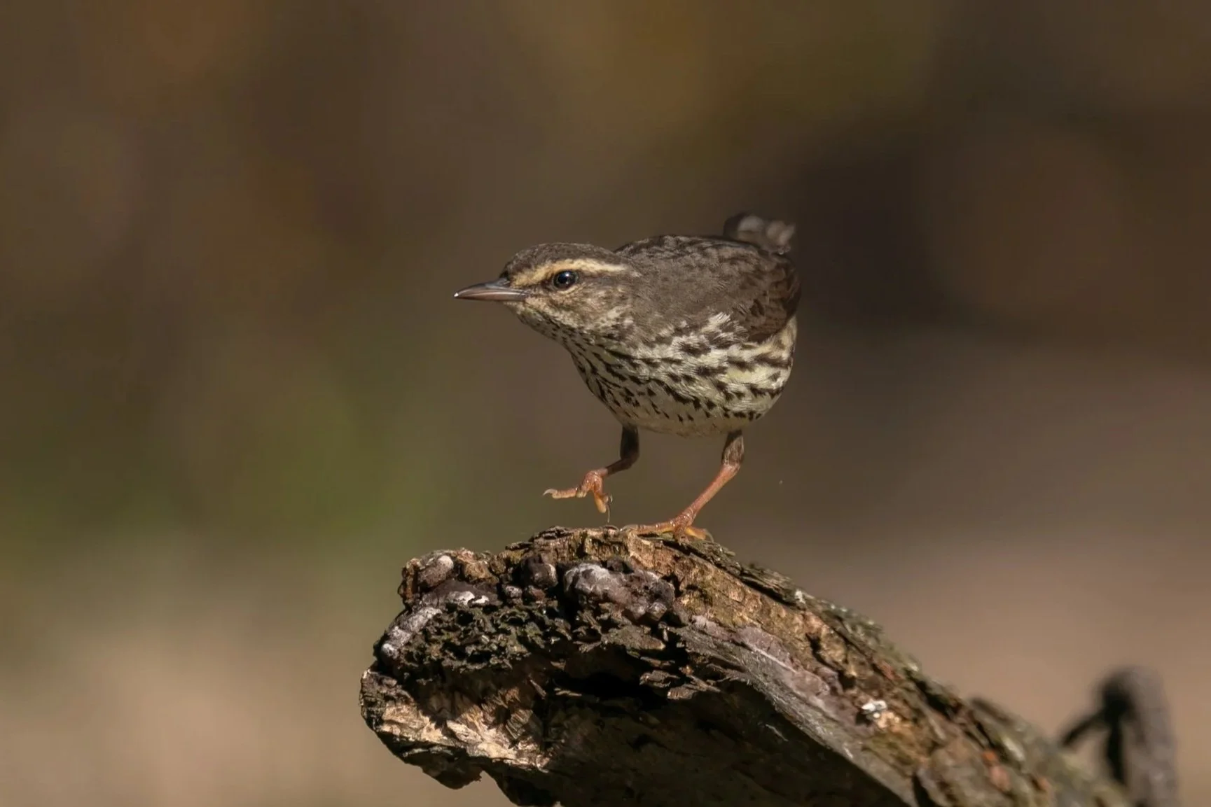Northern Waterthrush