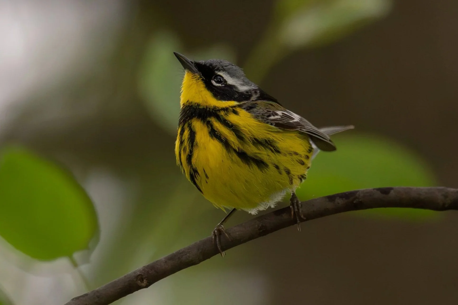 Magnolia Warbler