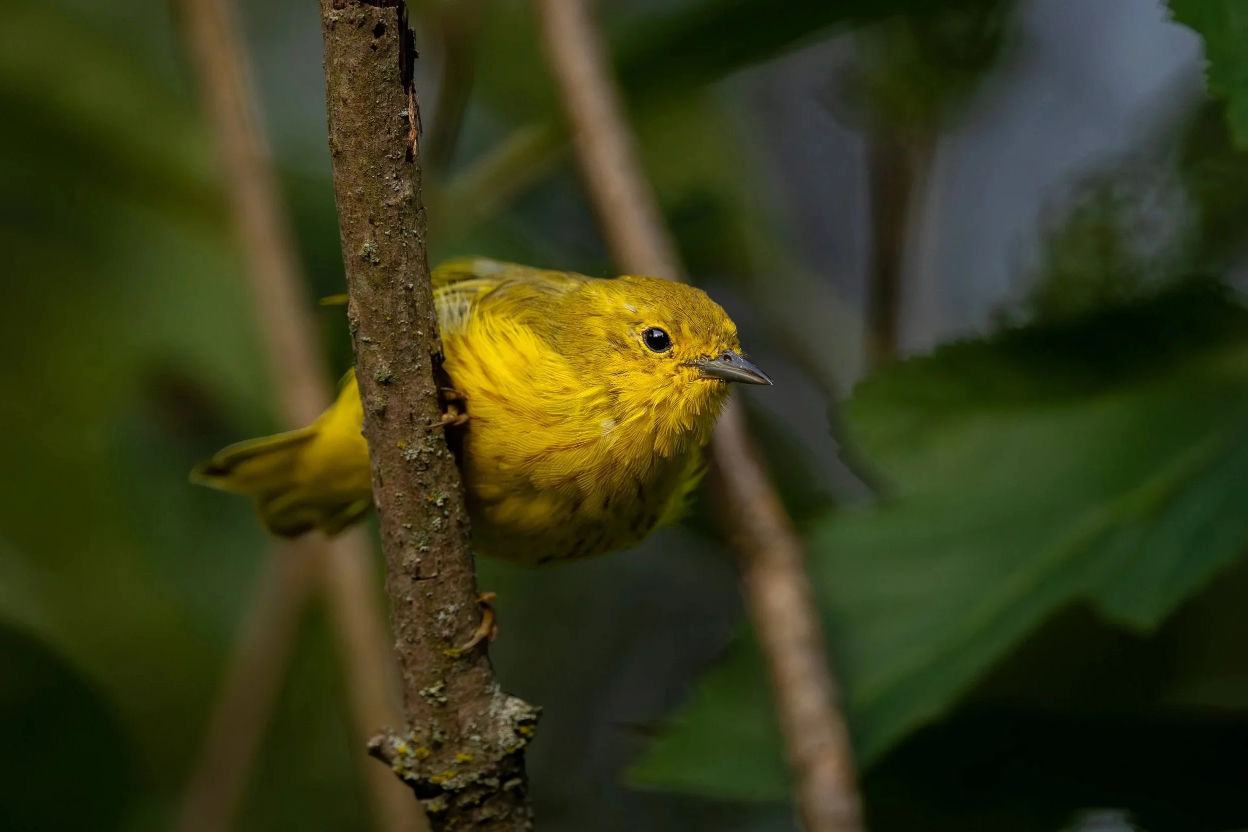 Yellow Warbler