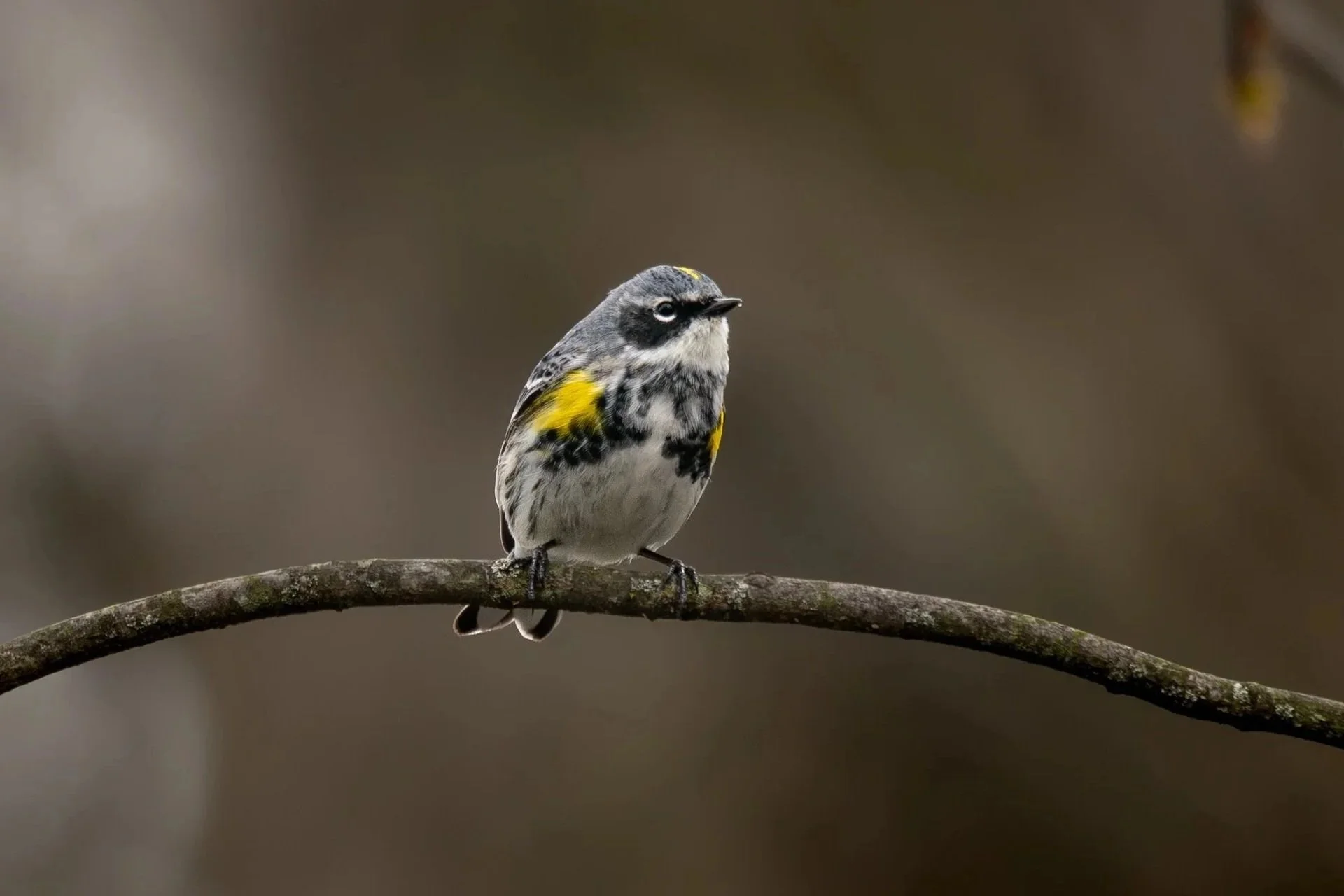 Yellow-rumped Warbler