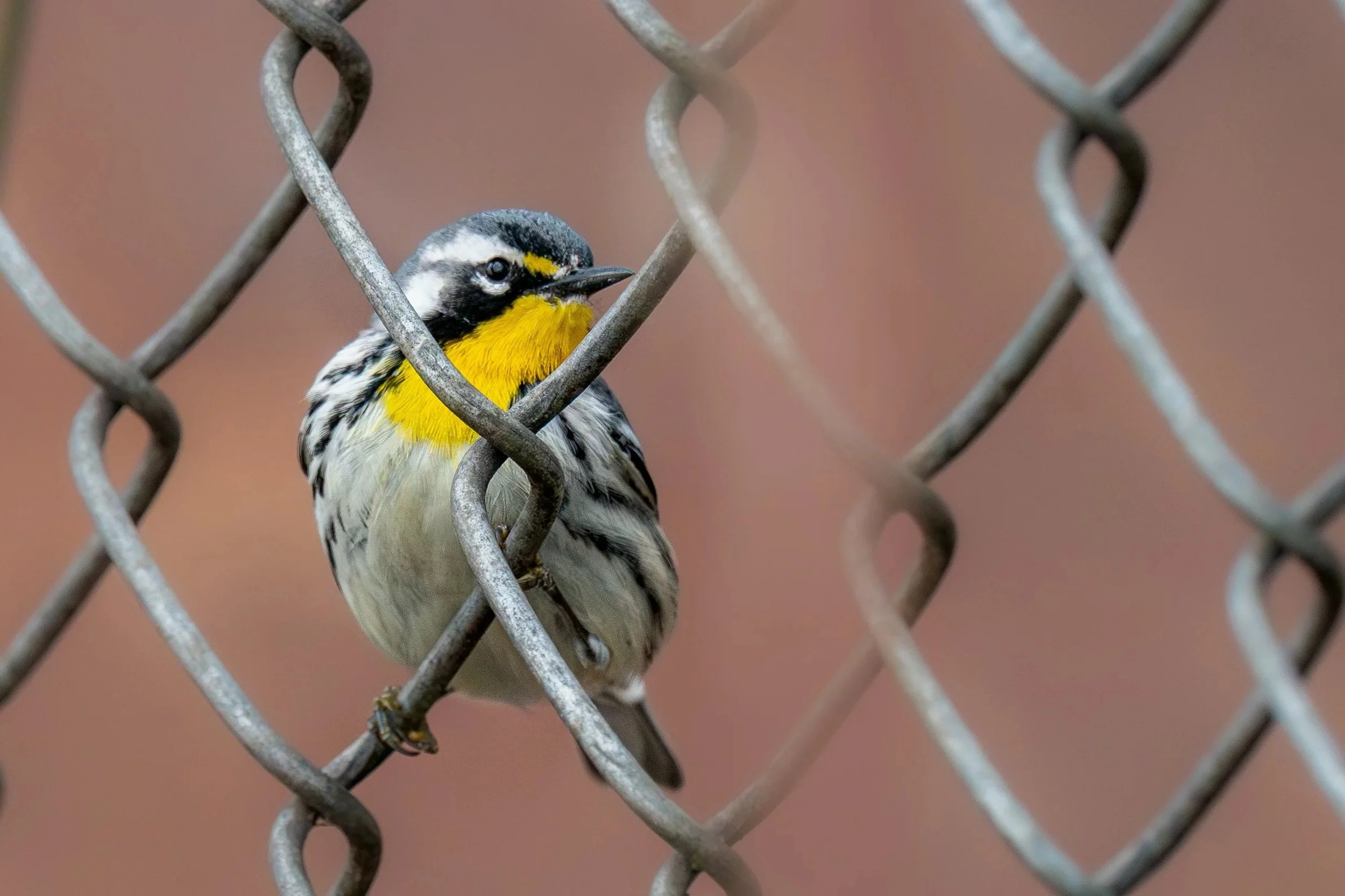 Yellow-throated Warbler