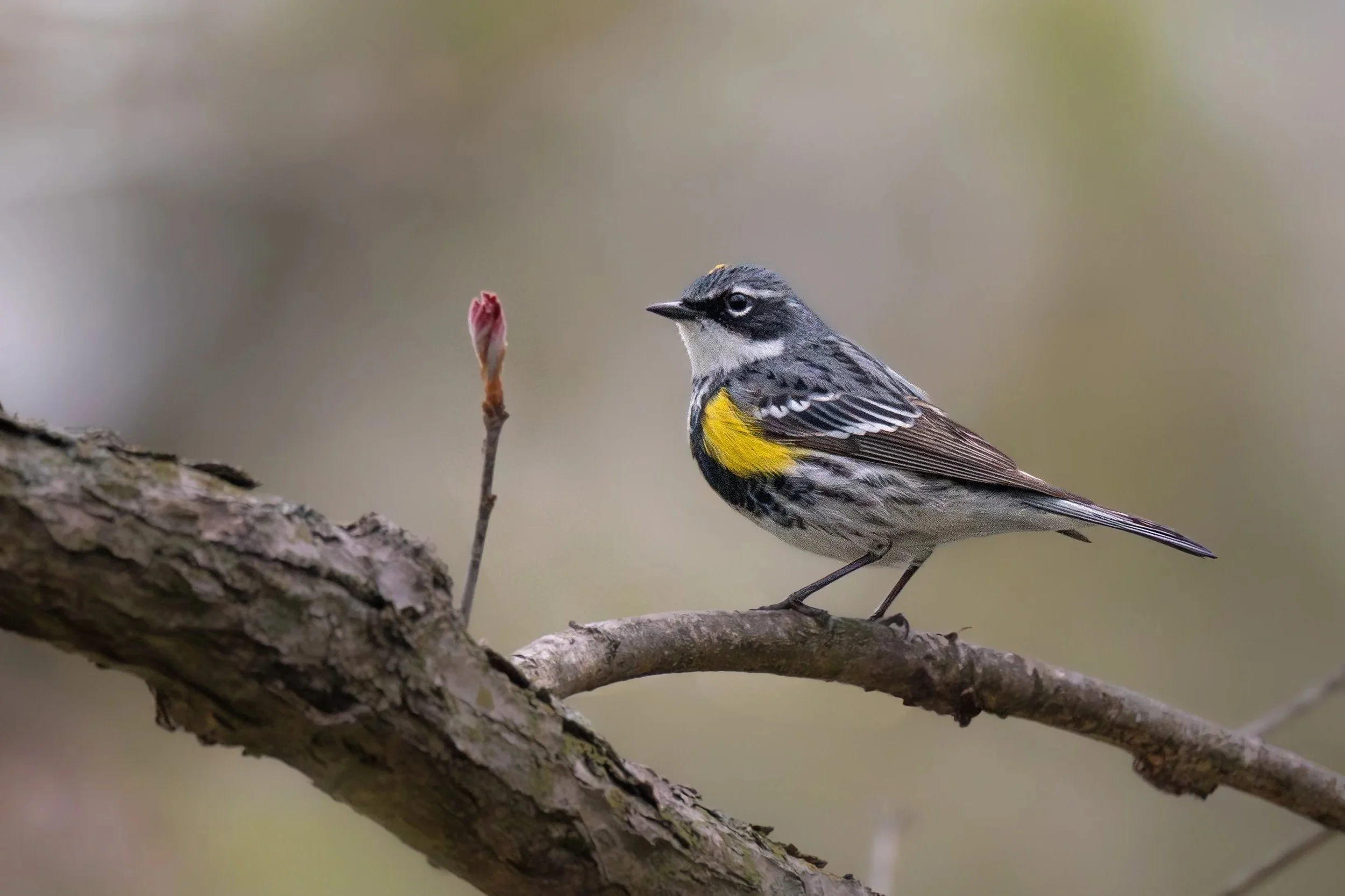 Yellow-rumped Warbler