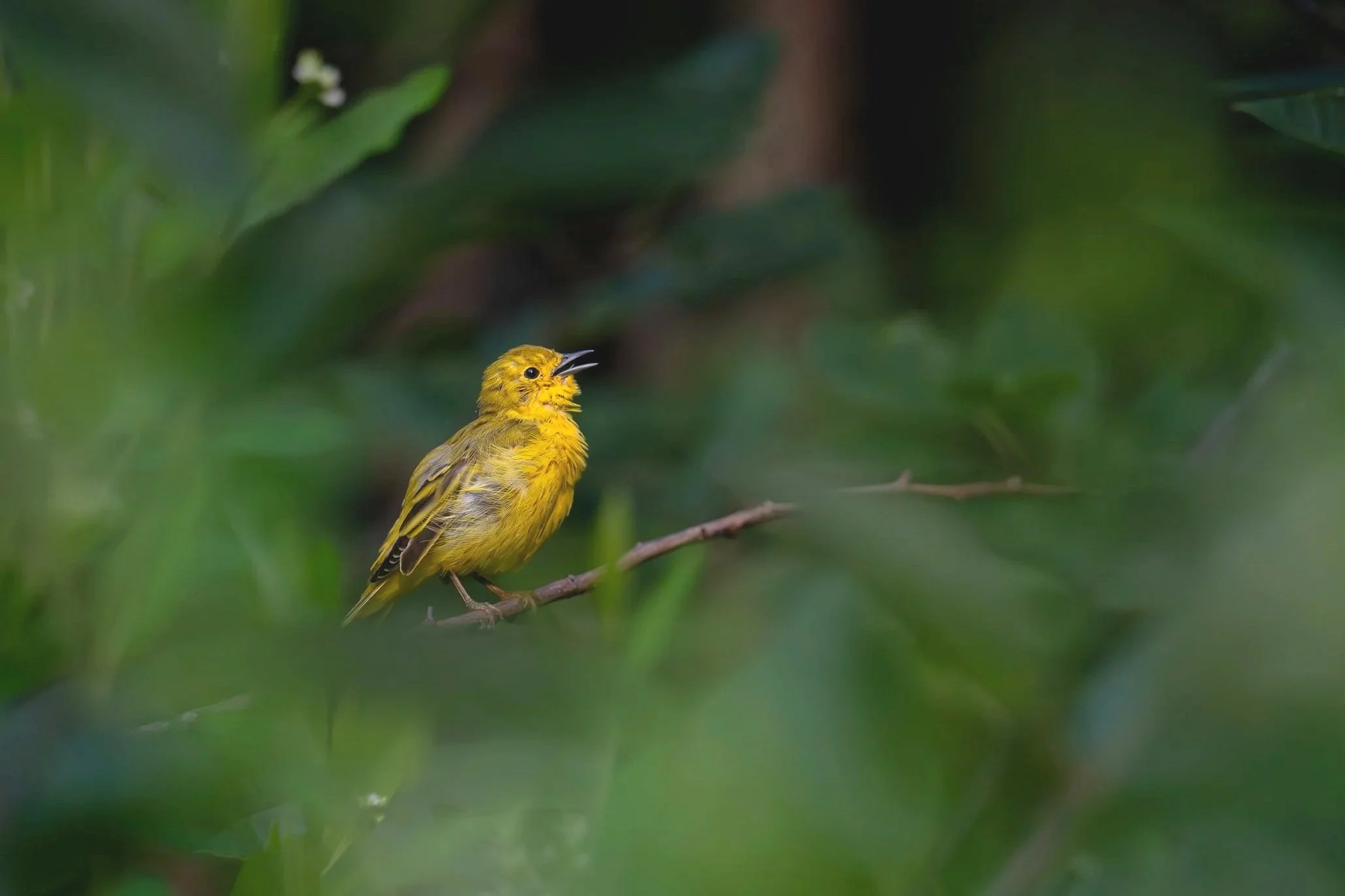 Yellow Warbler