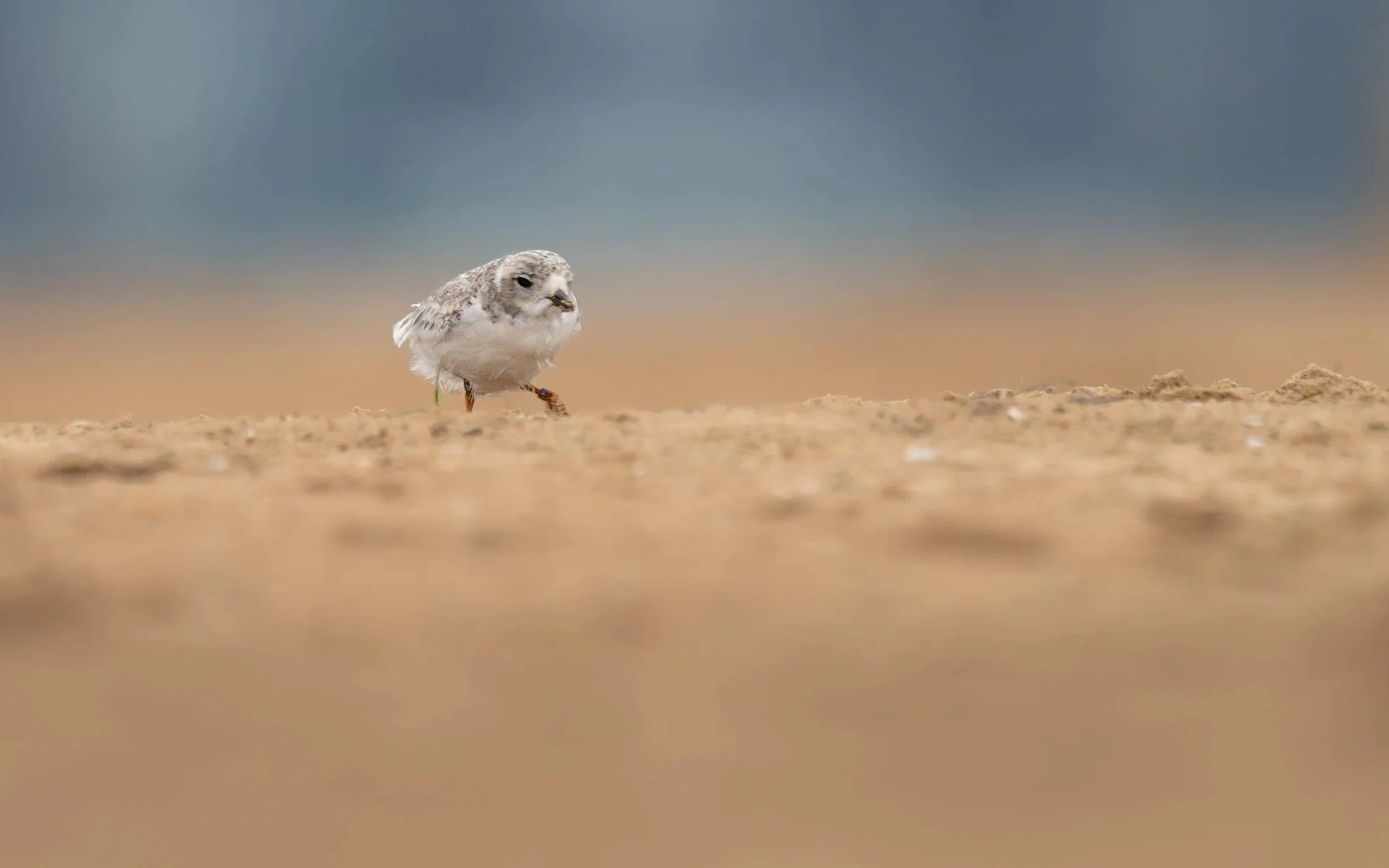 Piping Plover